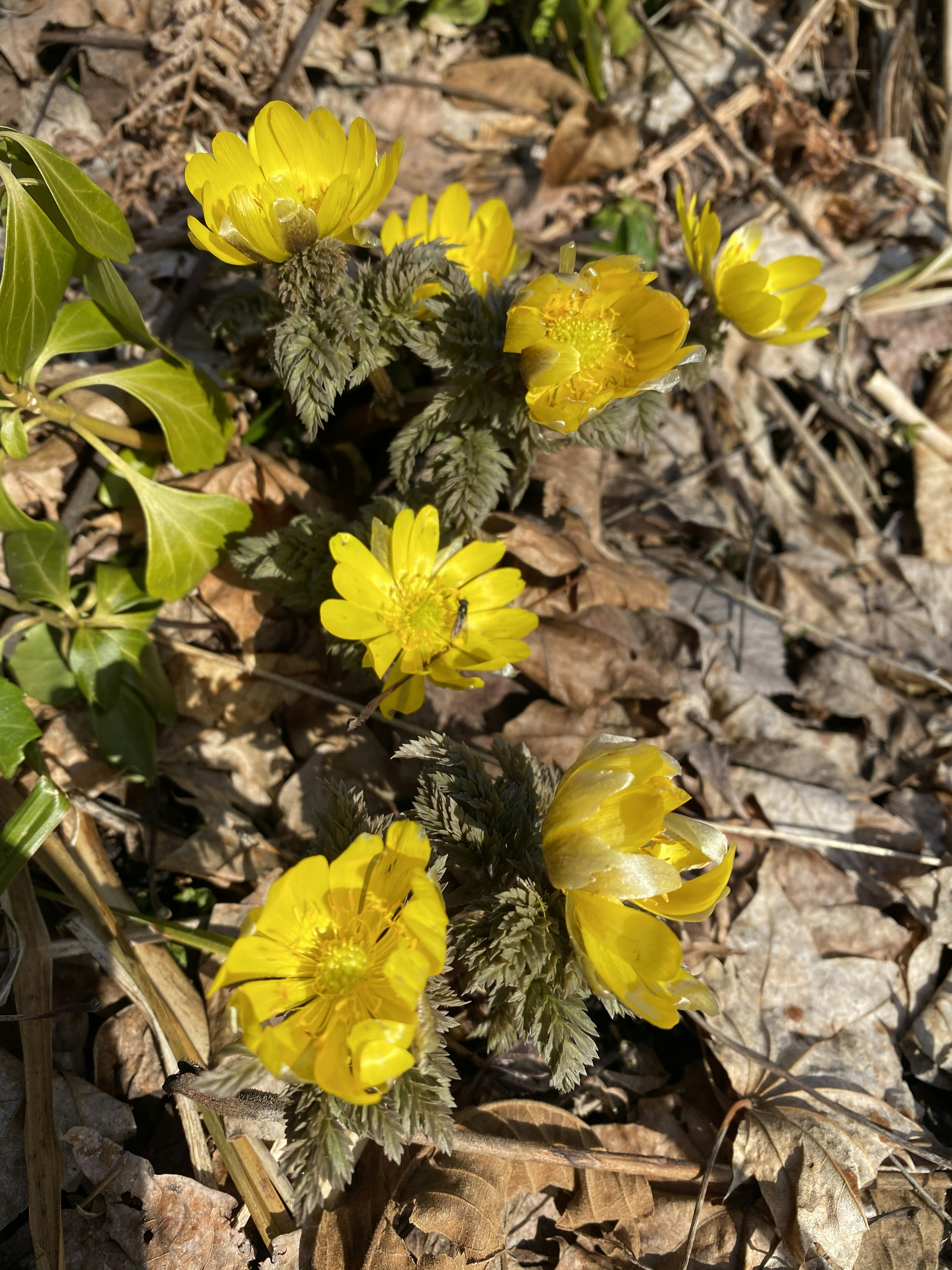 Gelbe Blumen blühen im Frühling zwischen den Blättern am Boden