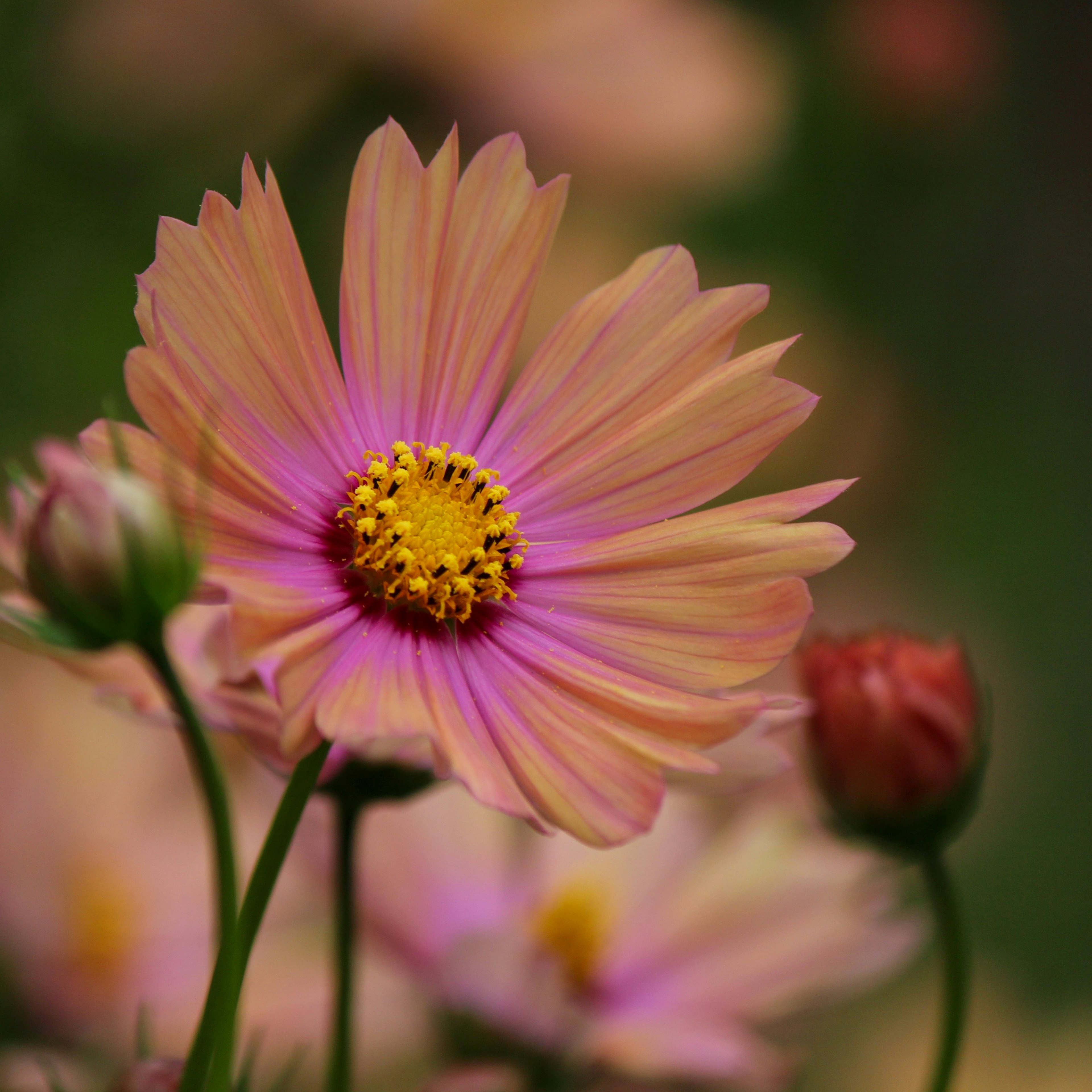 Una flor de cosmos con pétalos rosas y naranjas está en el centro rodeada de botones