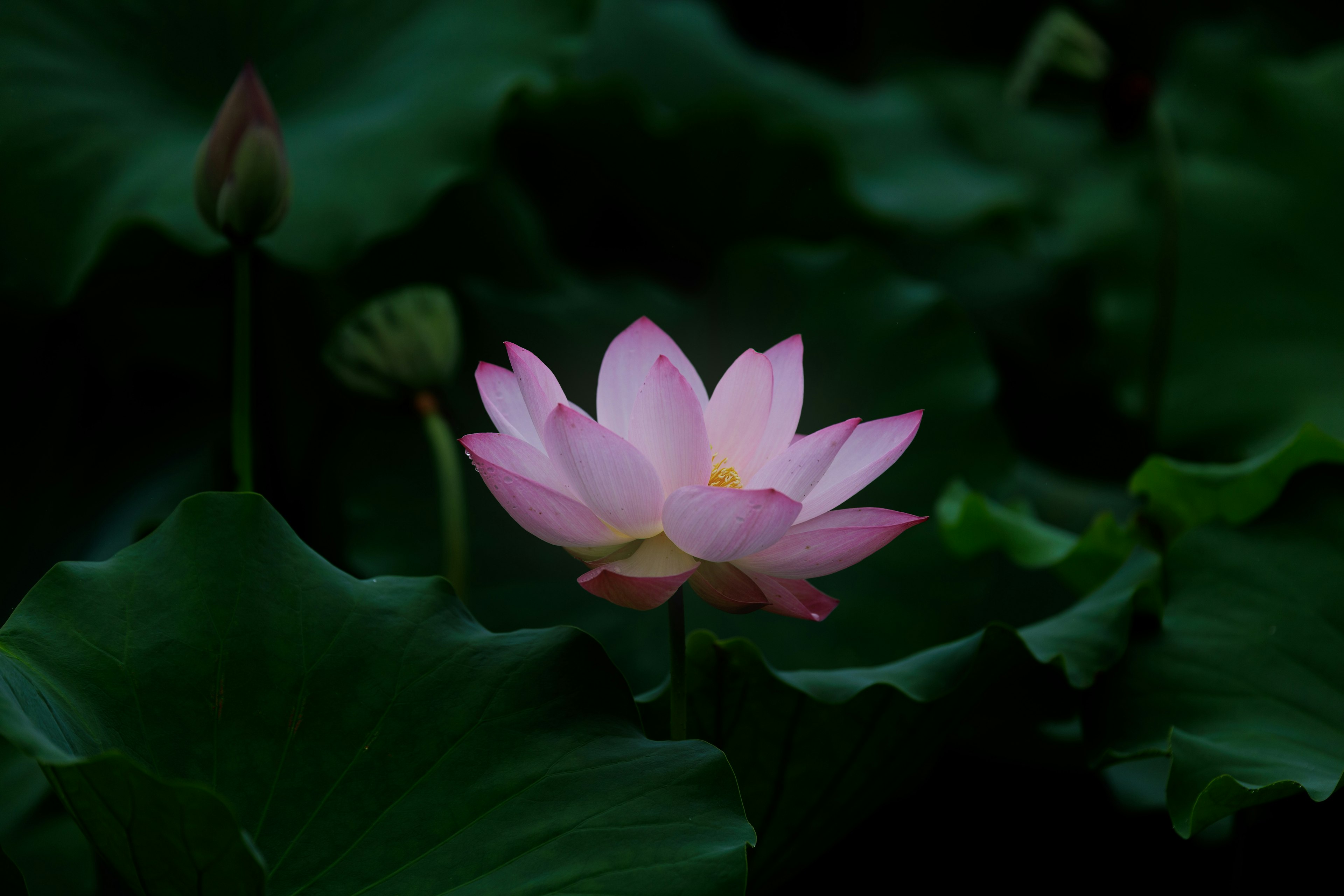 Une belle fleur de lotus rose fleurissant parmi des feuilles vertes