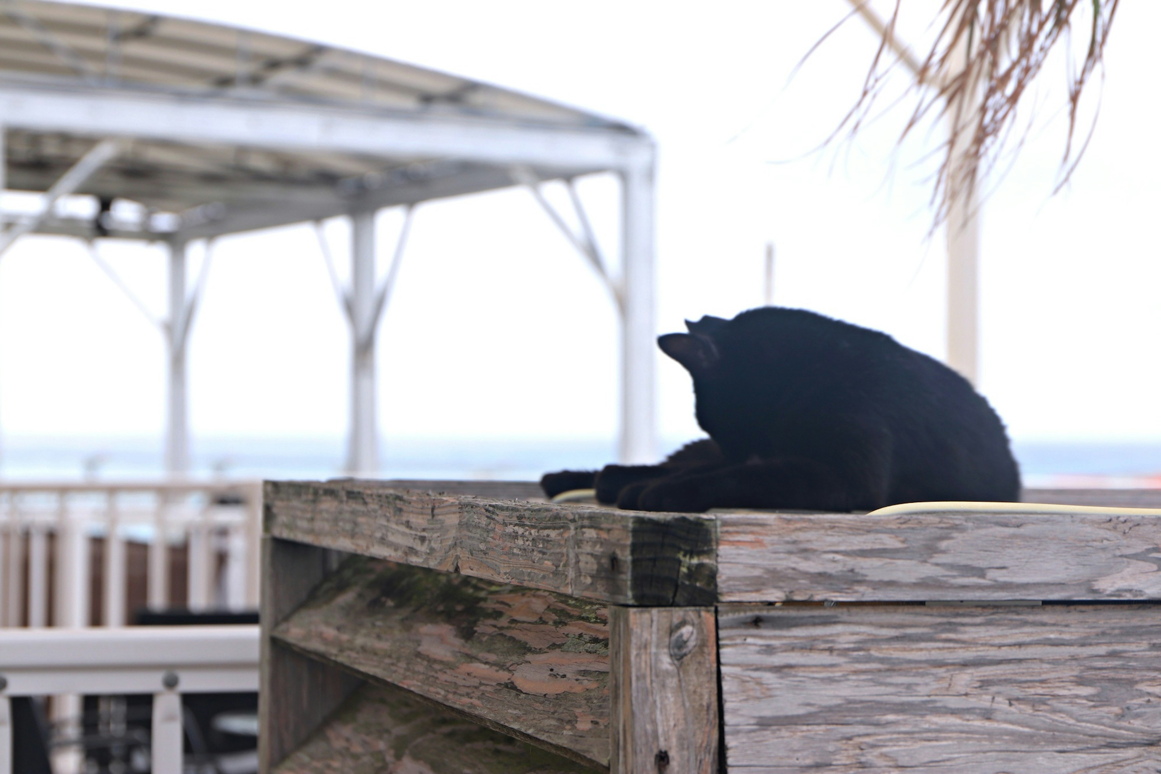 A black cat relaxing on a wooden platform by the sea