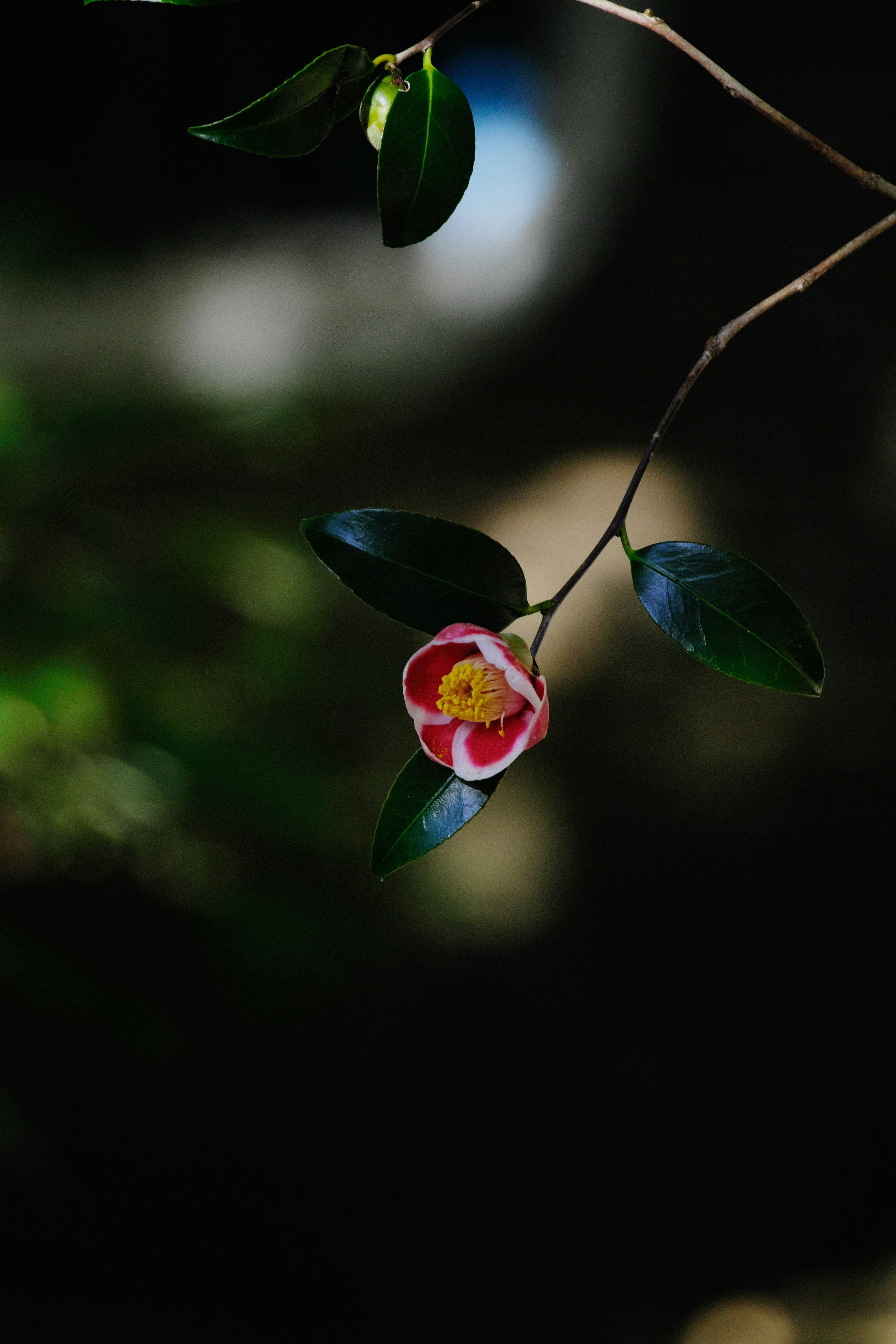 Red and white flower with green leaves against a dark background