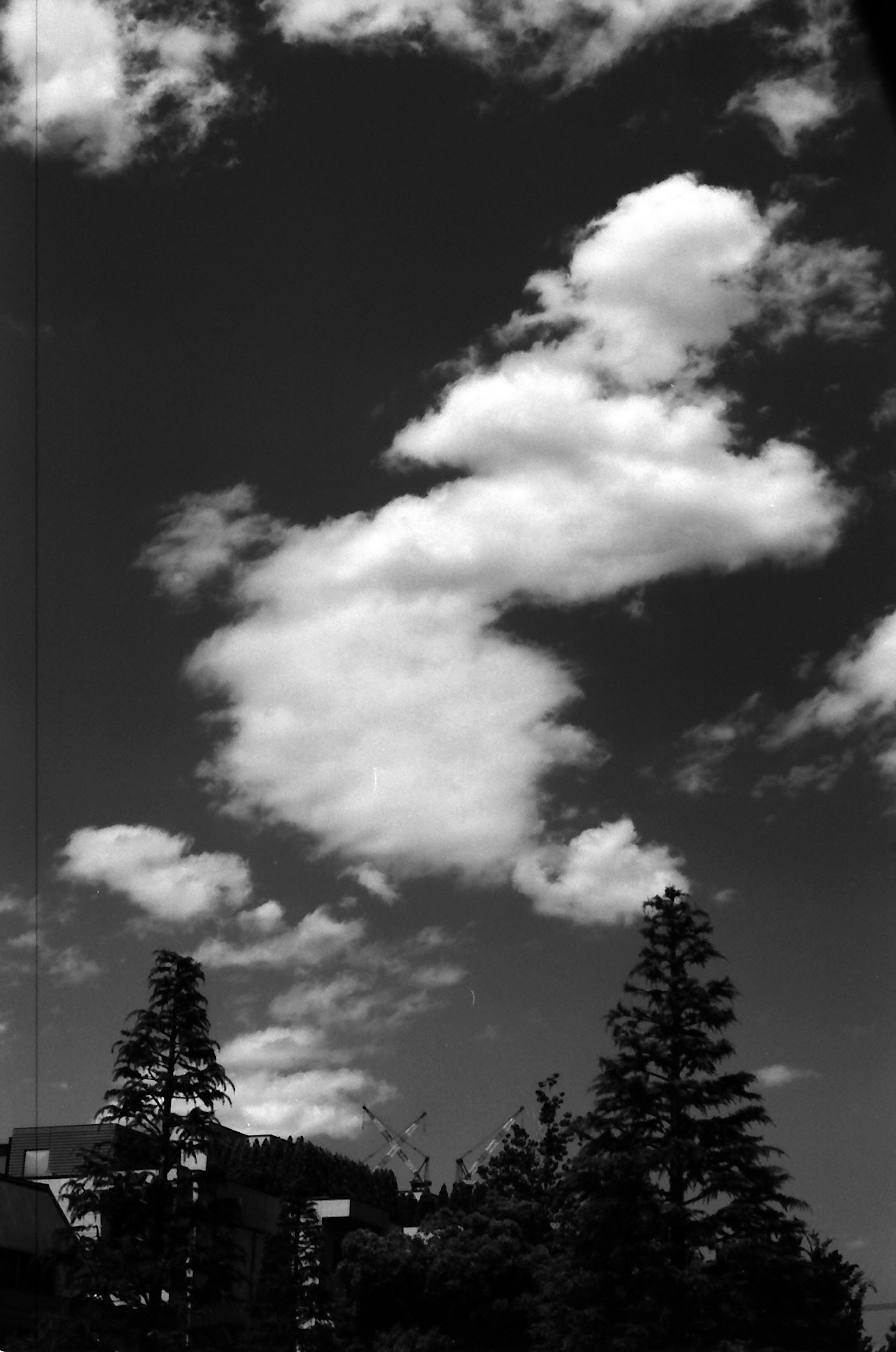 Contrasting white clouds against a dark sky with evergreen trees