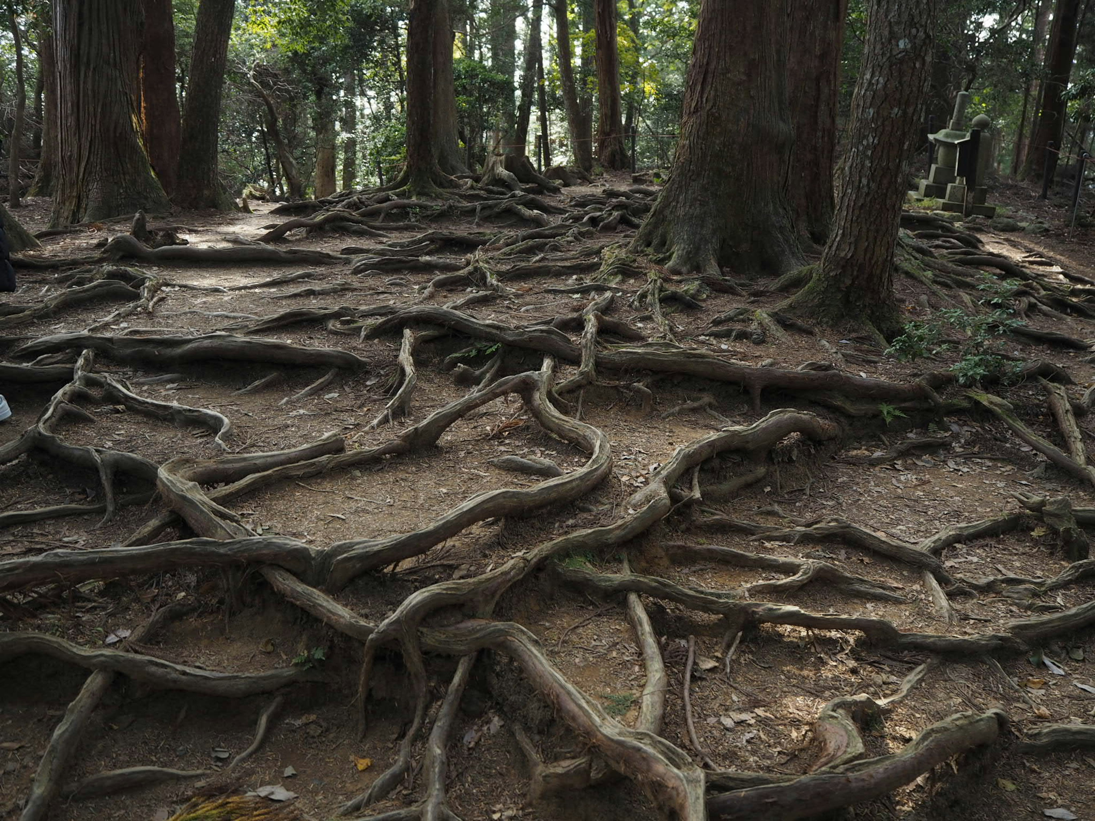 Intricate network of roots spreading across the forest floor