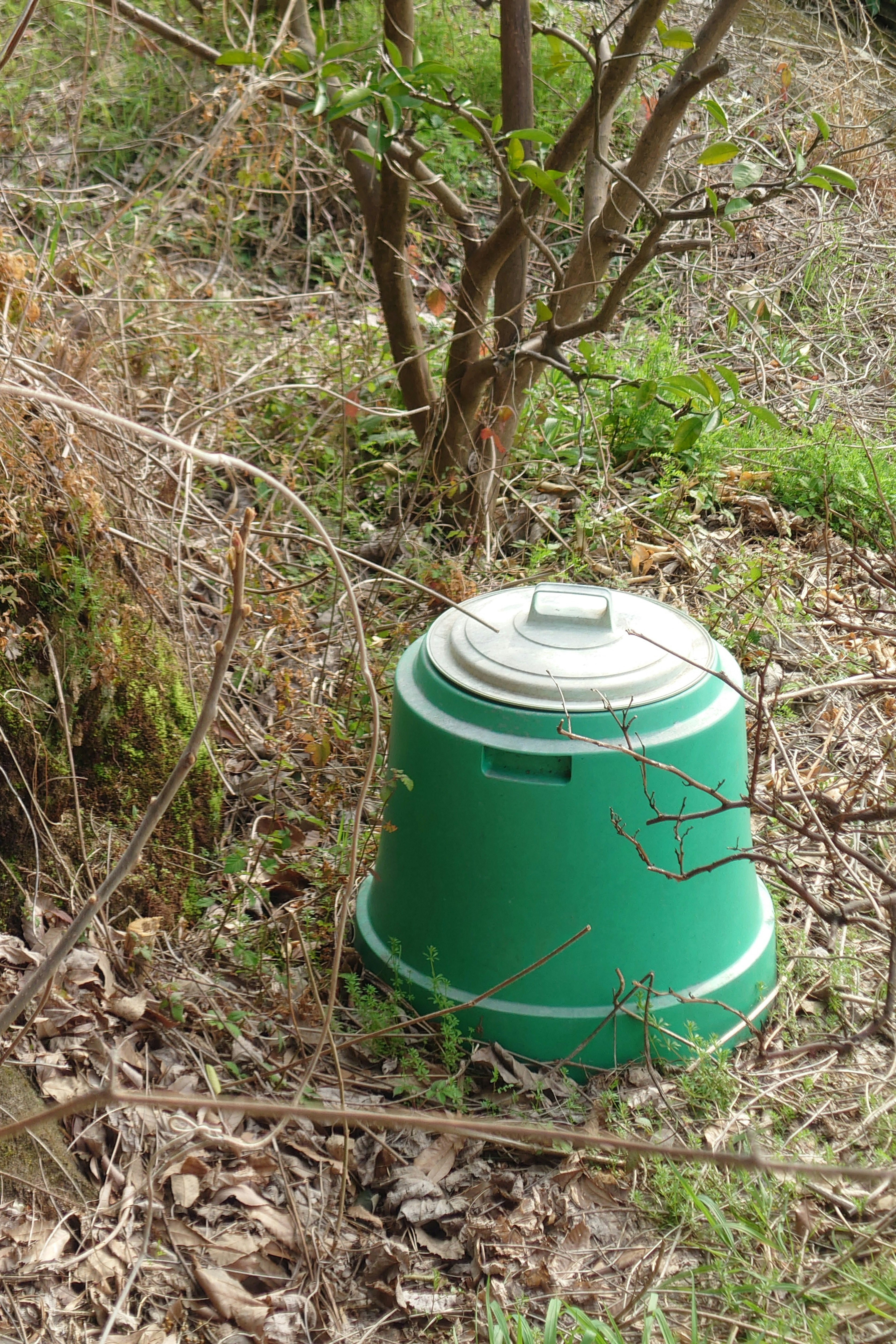 Green container placed near a tree in a natural setting