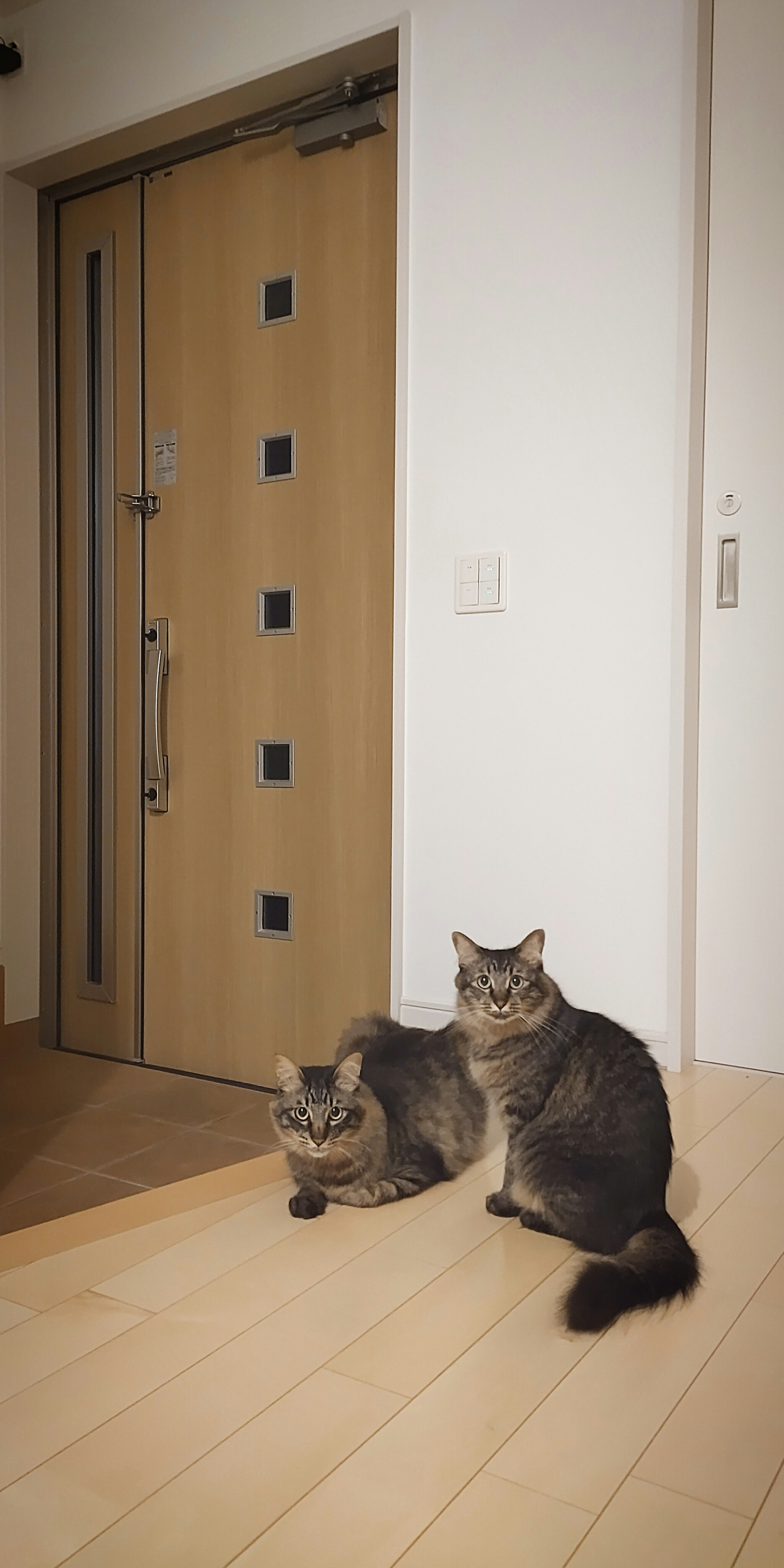 Zwei Katzen sitzen vor einer Tür und schauen ruhig in die Kamera