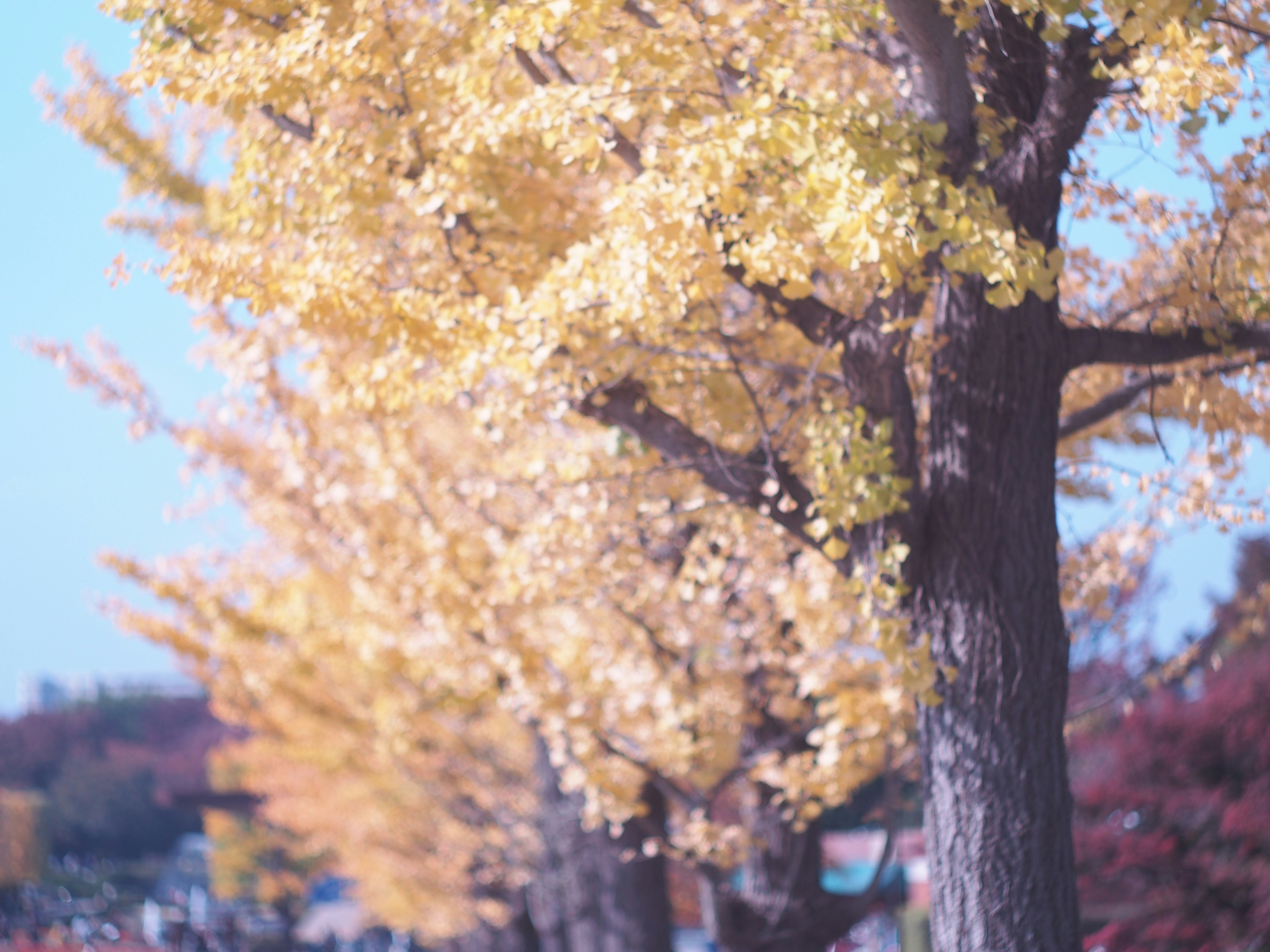 Une rangée d'arbres de ginkgo jaunes en automne