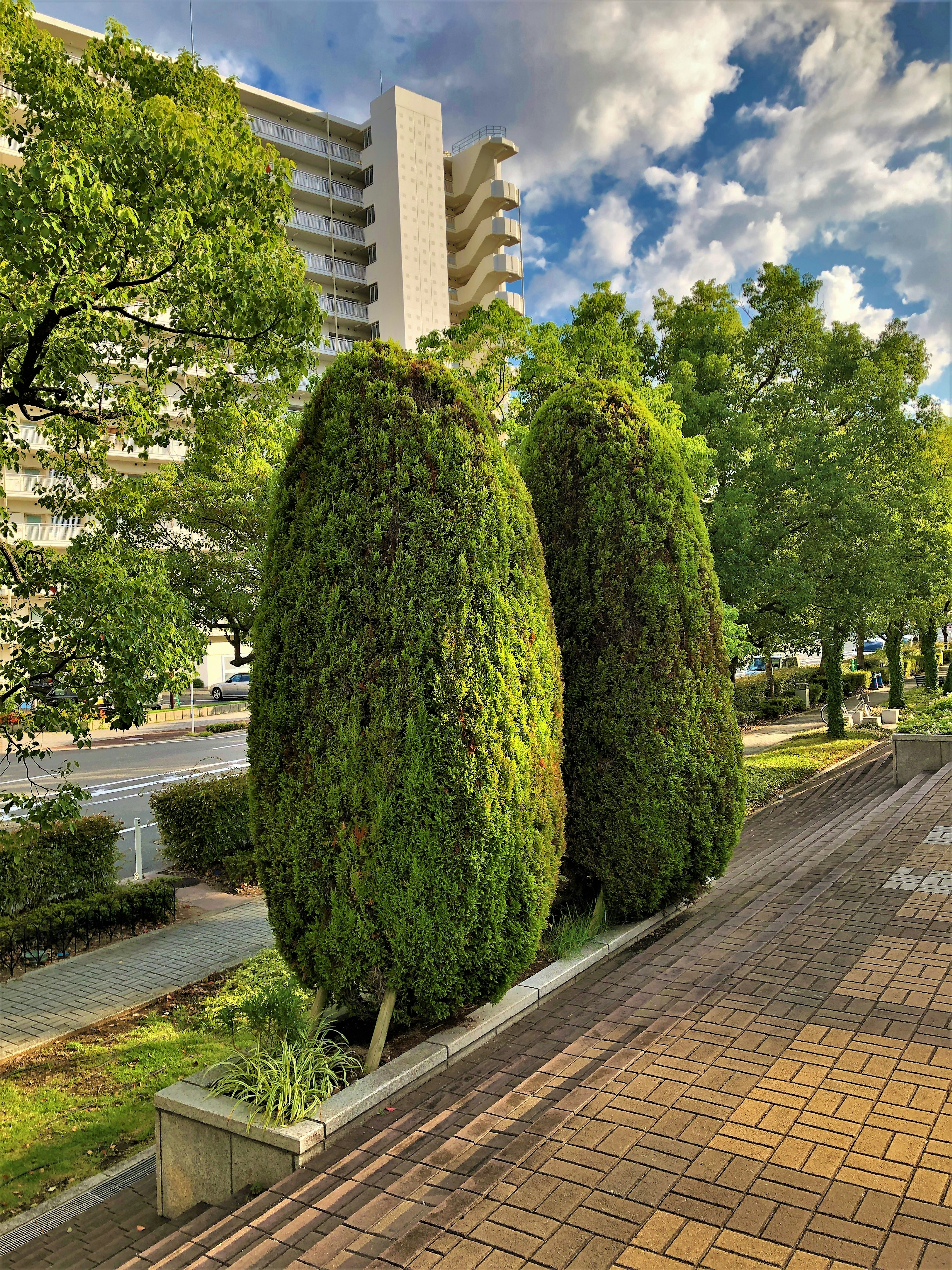 Deux grands arbres verts dans une scène de rue verdoyante avec des buissons environnants