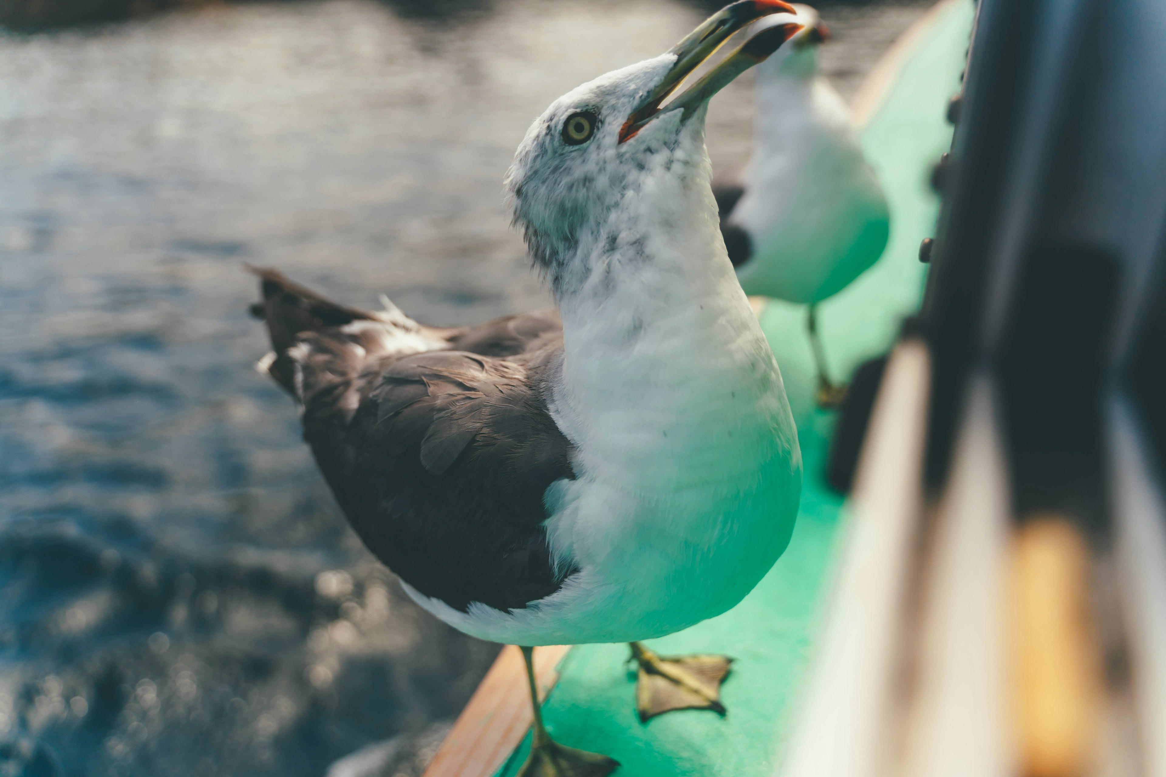 Gaviota de plumas grises y blancas comiendo cerca del agua