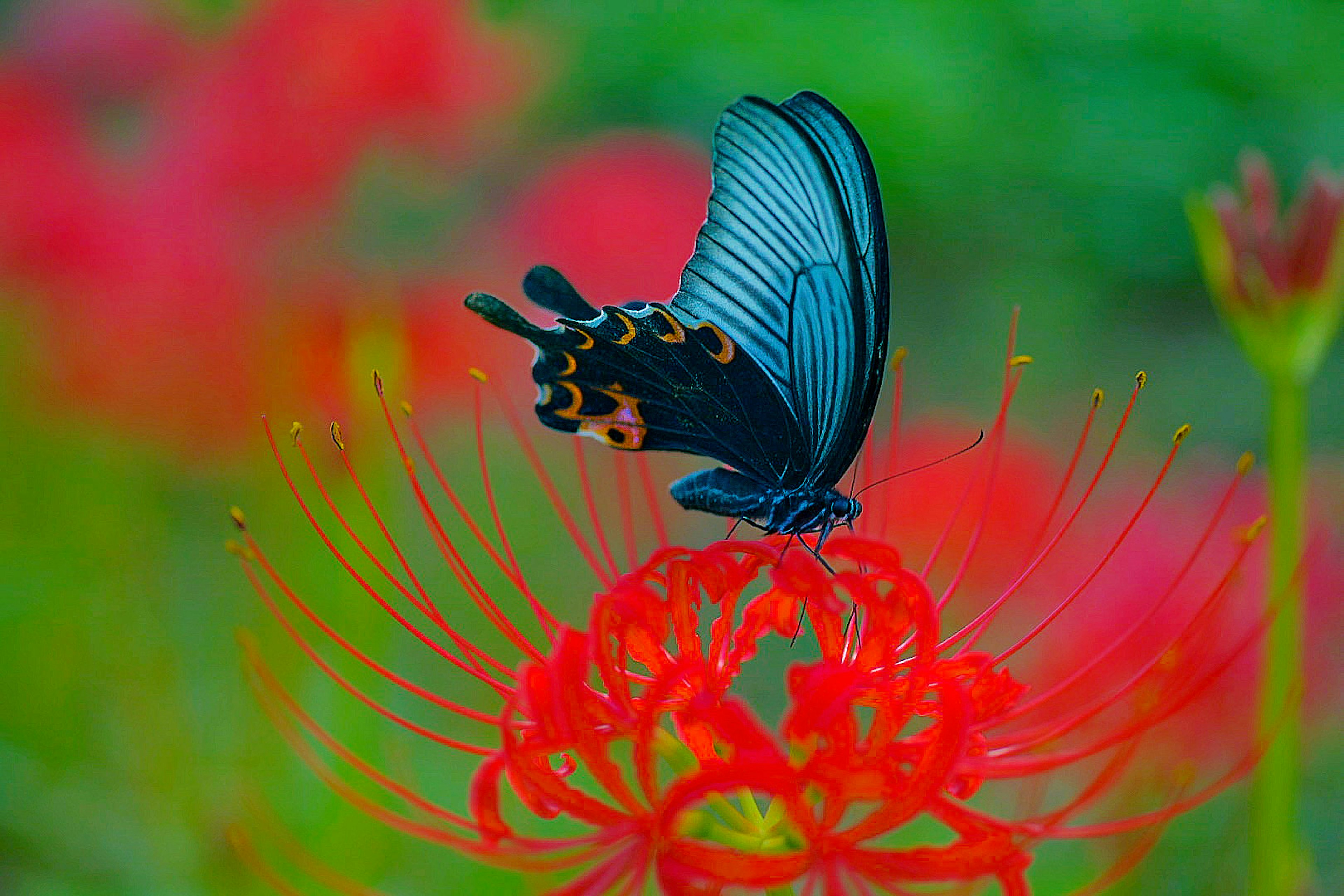 Una mariposa azul posada sobre una flor roja en un entorno vibrante