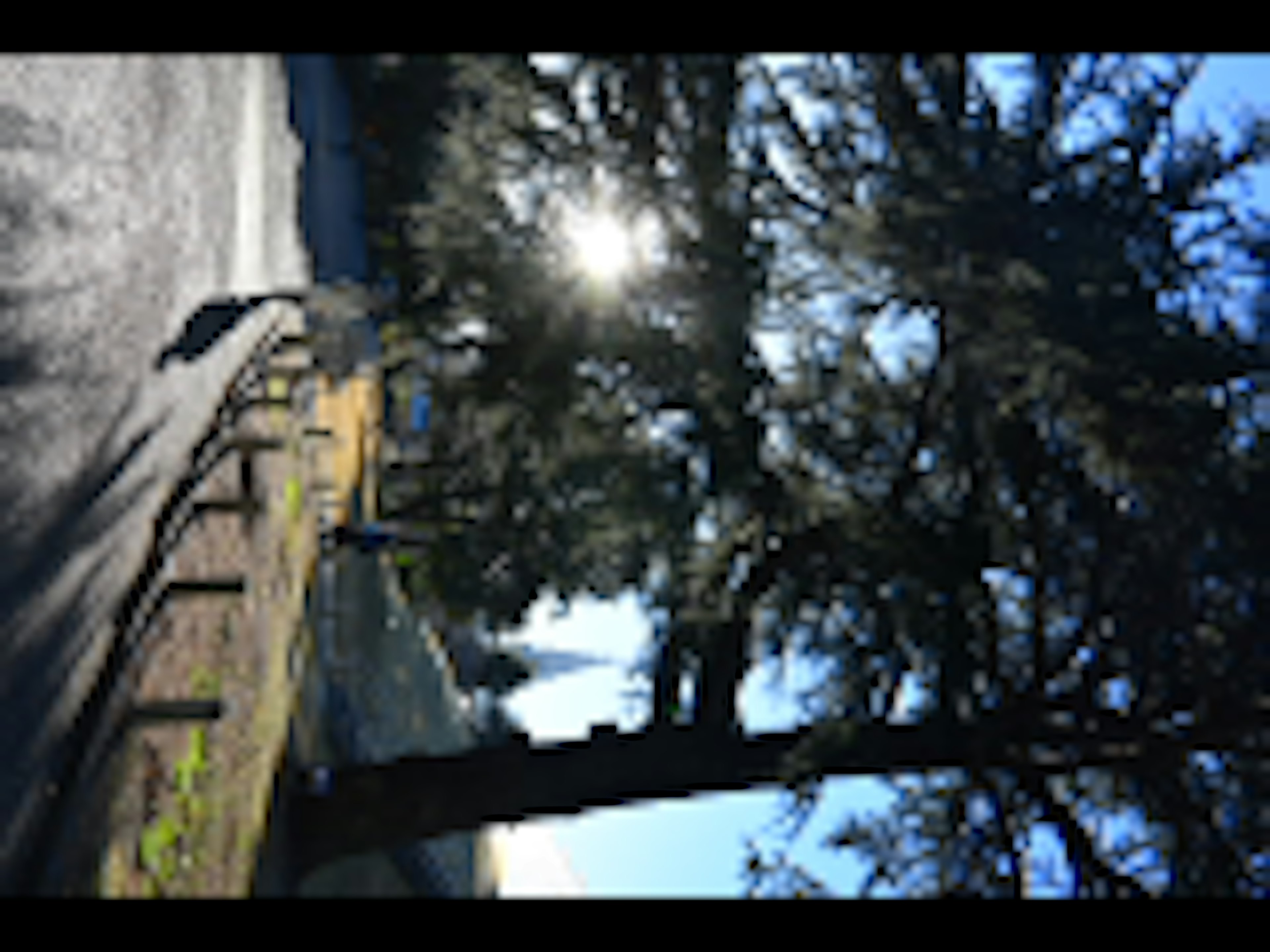 A large tree with sunlight shining in a clear blue sky