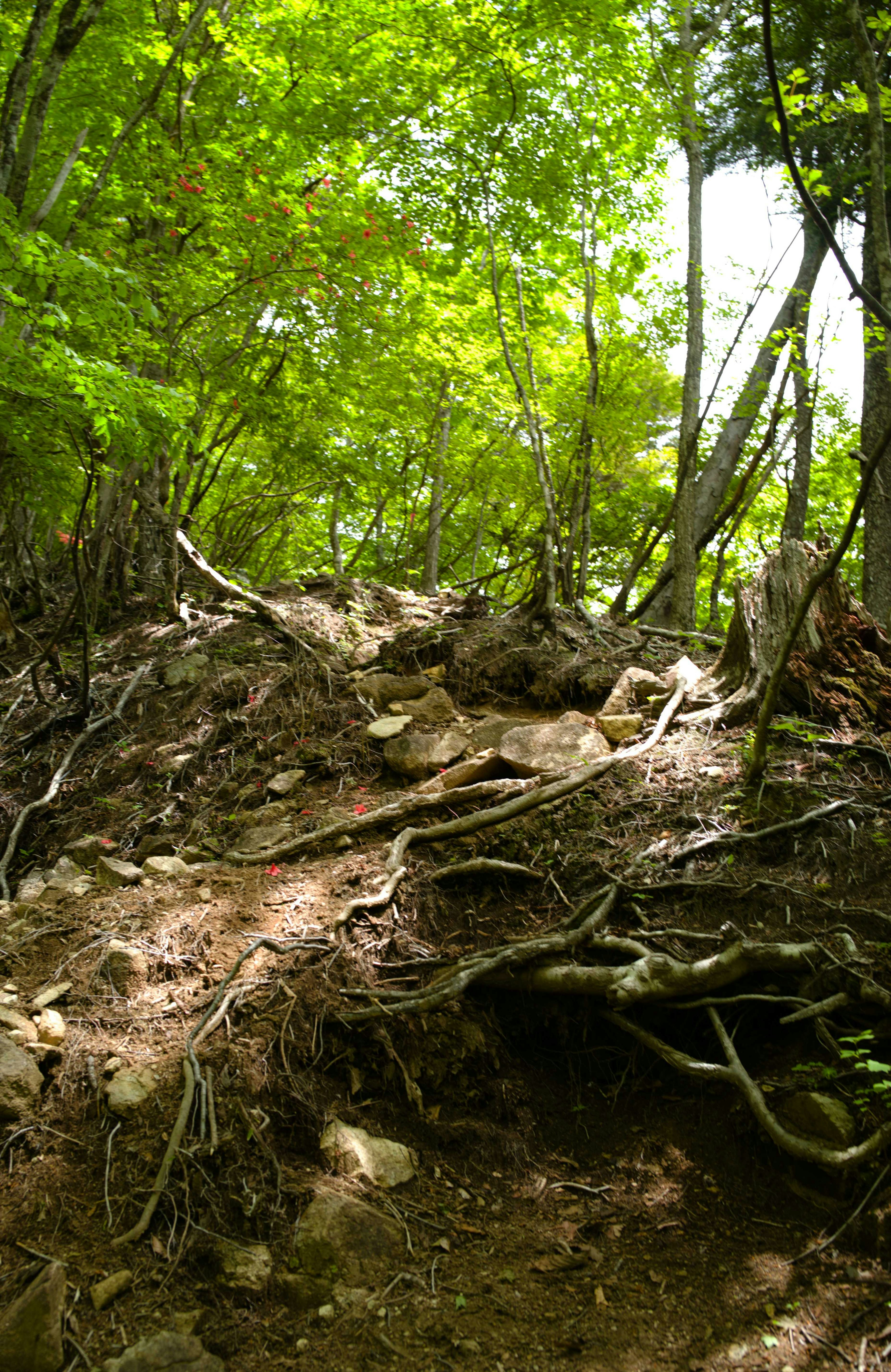 Un sentiero in una foresta verdeggiante con rocce e radici di alberi intrecciate