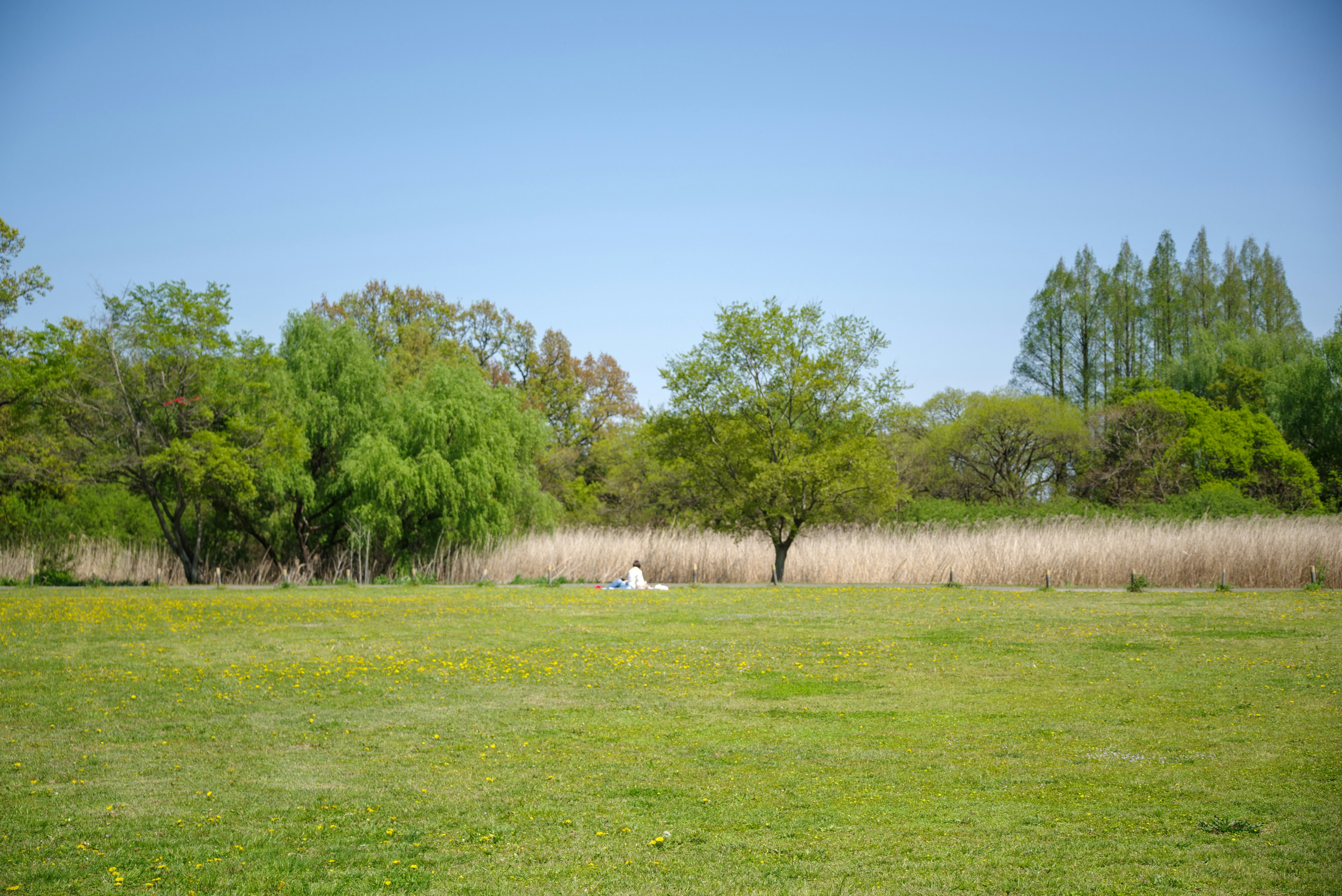 Parque verde con un campo de hierba y árboles