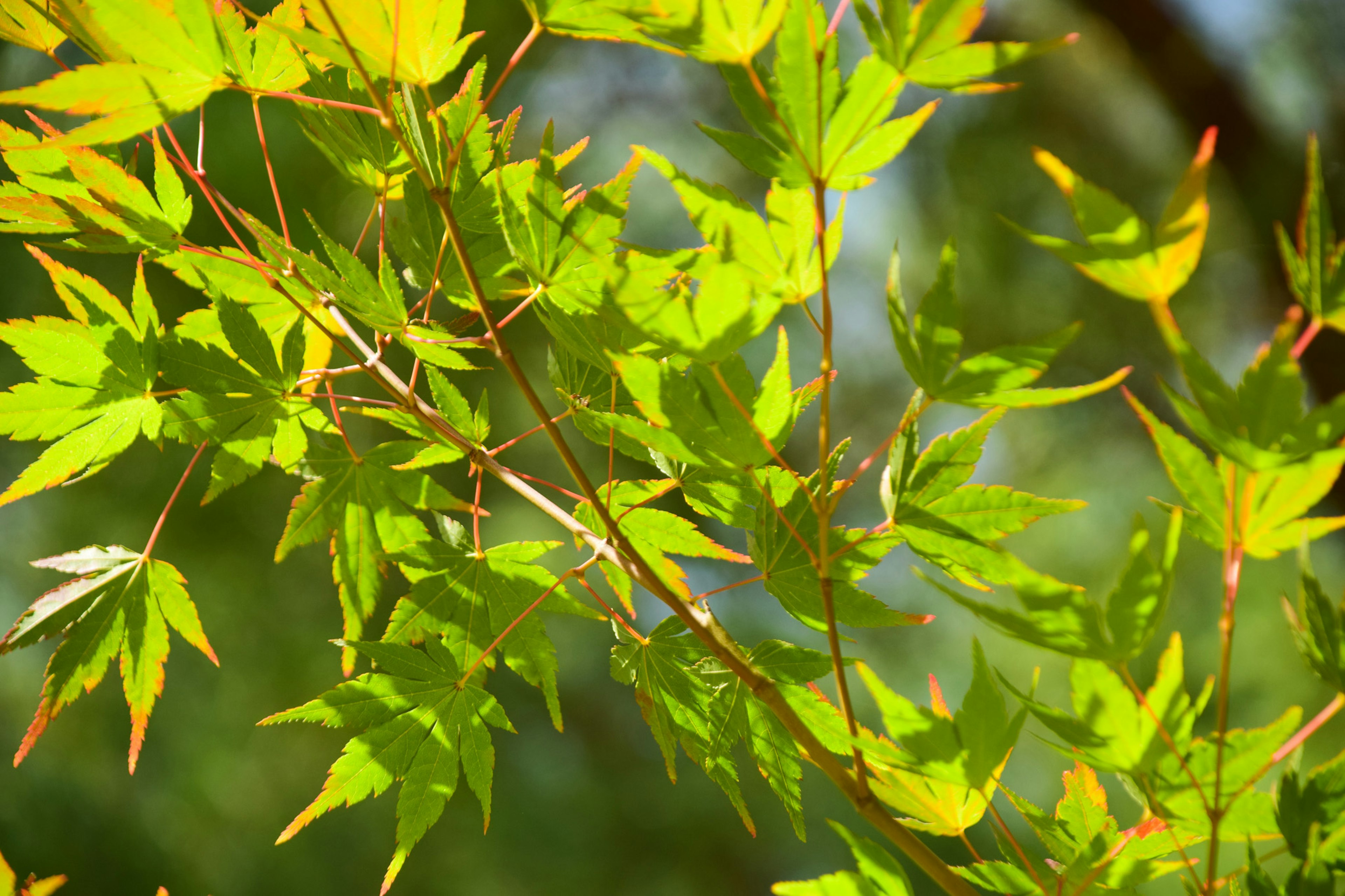 Close-up of a maple branch with vibrant green leaves