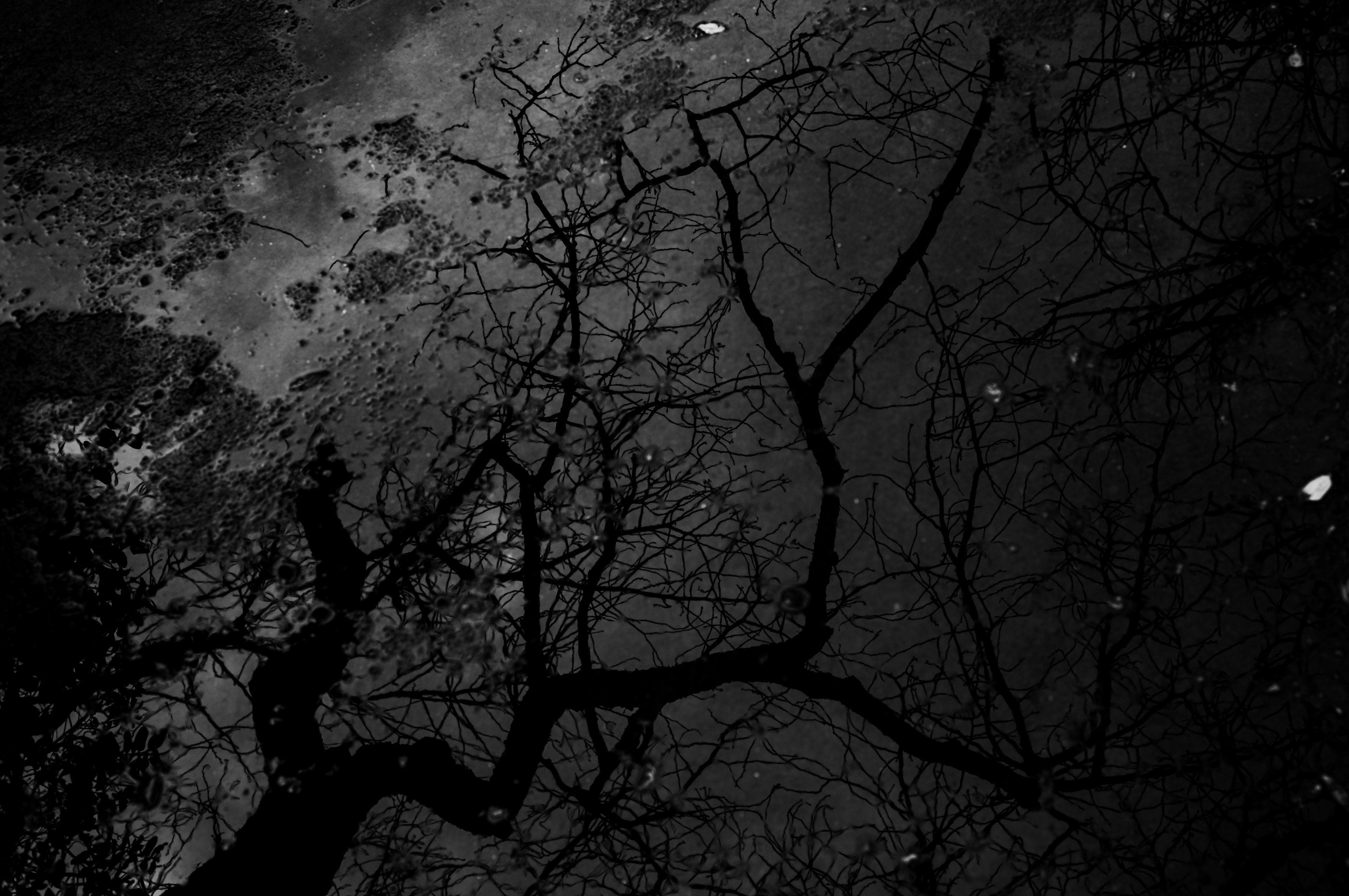 Reflection of tree branches on a dark surface