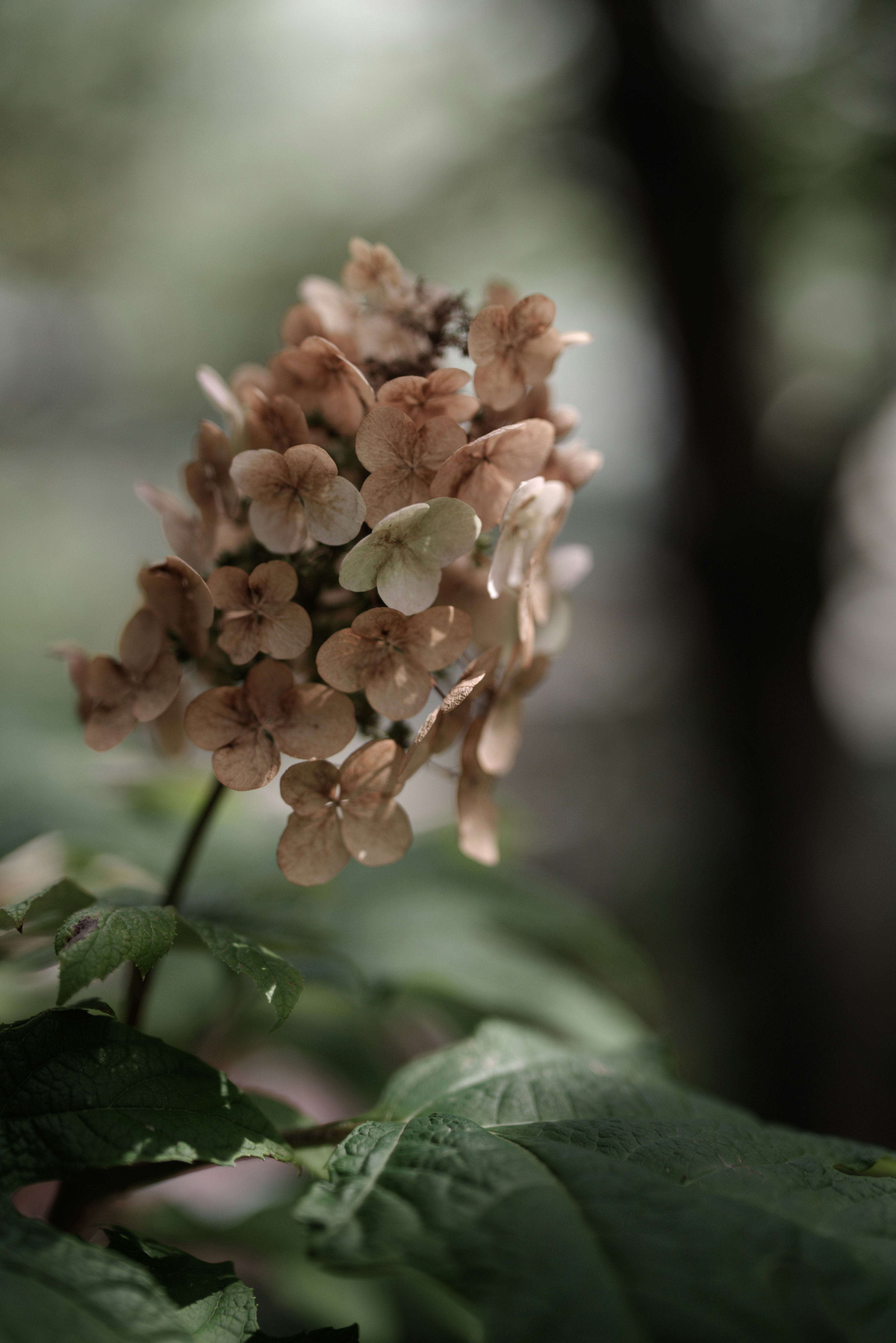 A pale flower blooming atop green leaves with a soft background