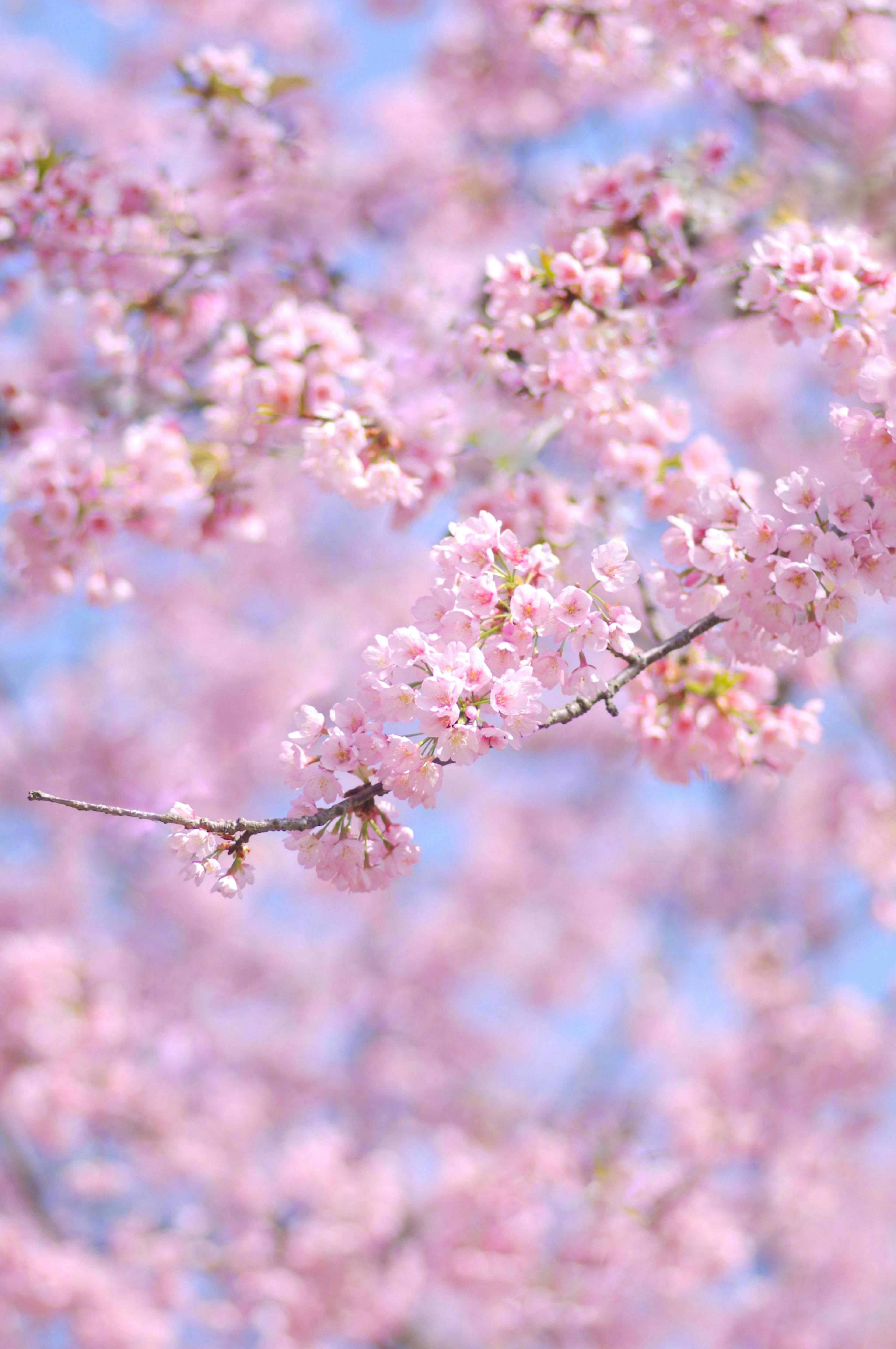 Kedekatan cabang bunga sakura dengan kelopak merah muda lembut di latar belakang langit biru