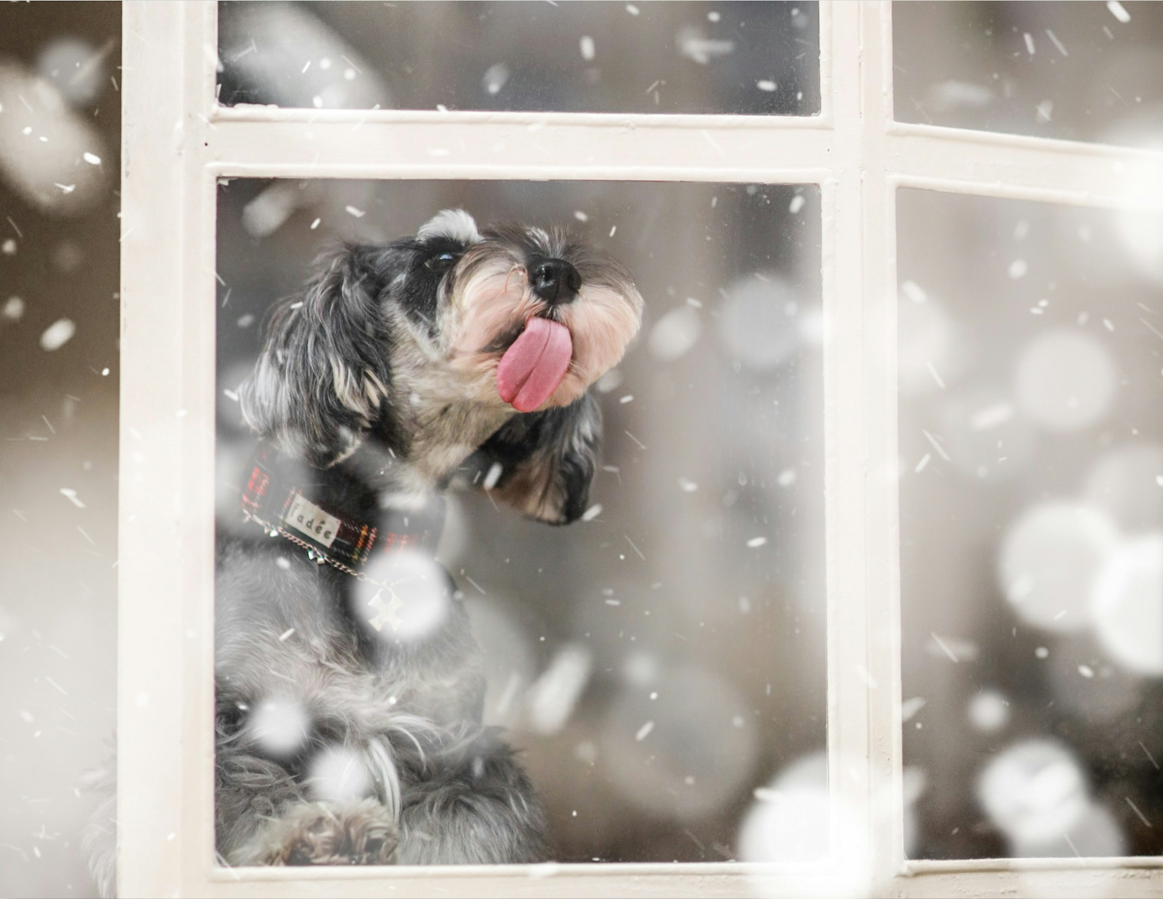 Dog looking outside through a window during snowfall