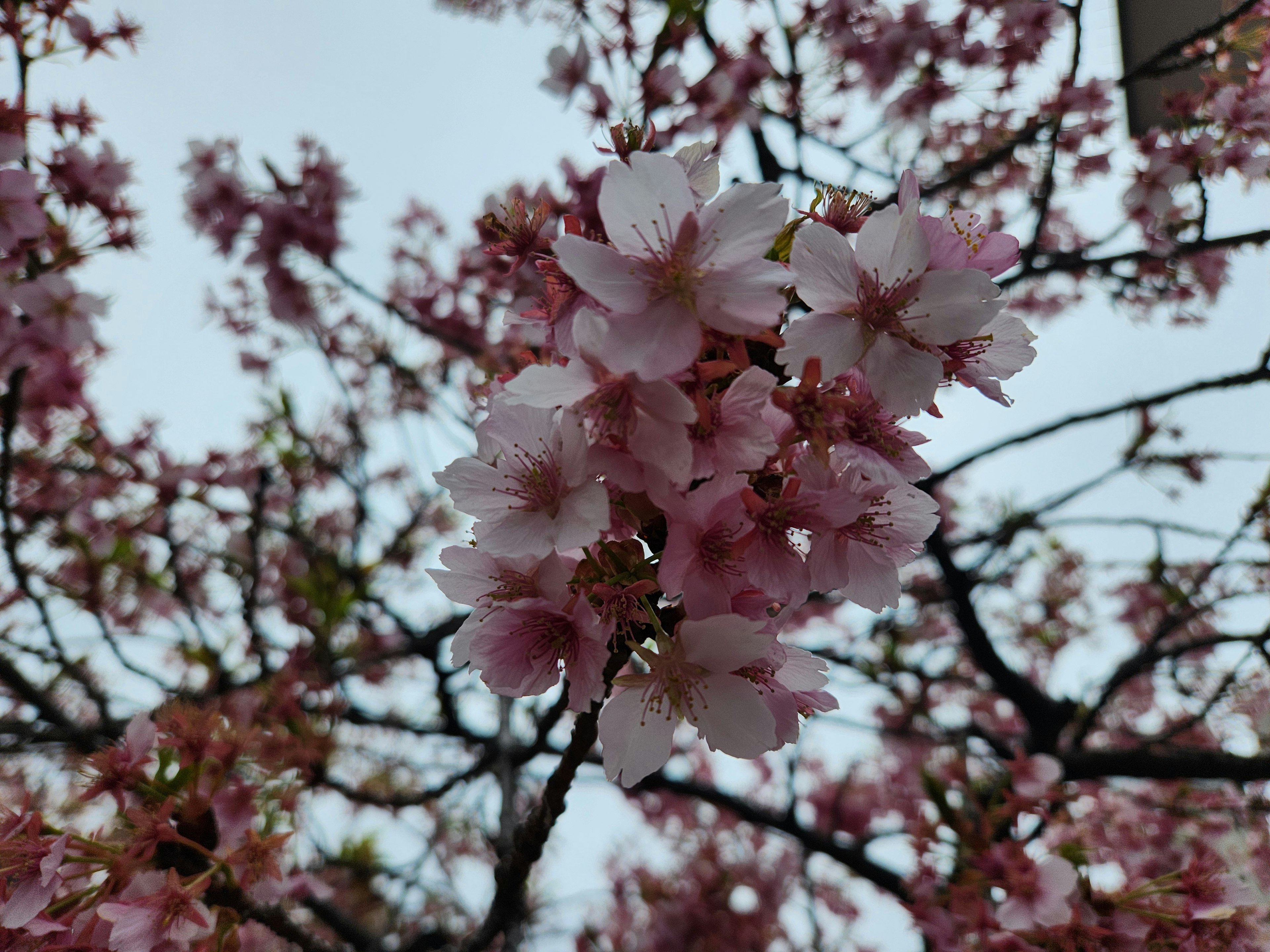 Nahaufnahme von hellrosa Kirschblüten an Zweigen