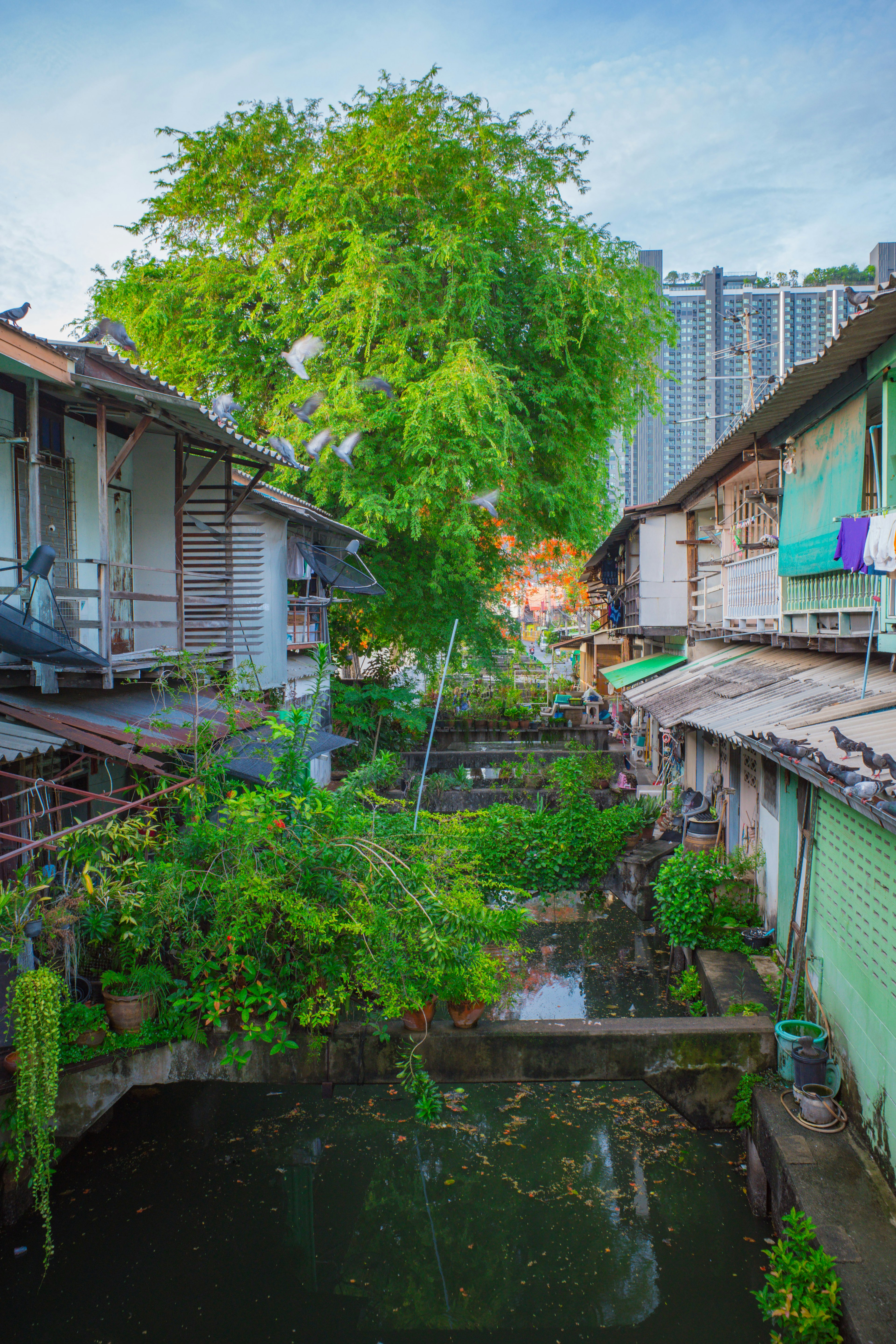 Pemandangan rumah tua di samping pohon rimbun dan saluran air