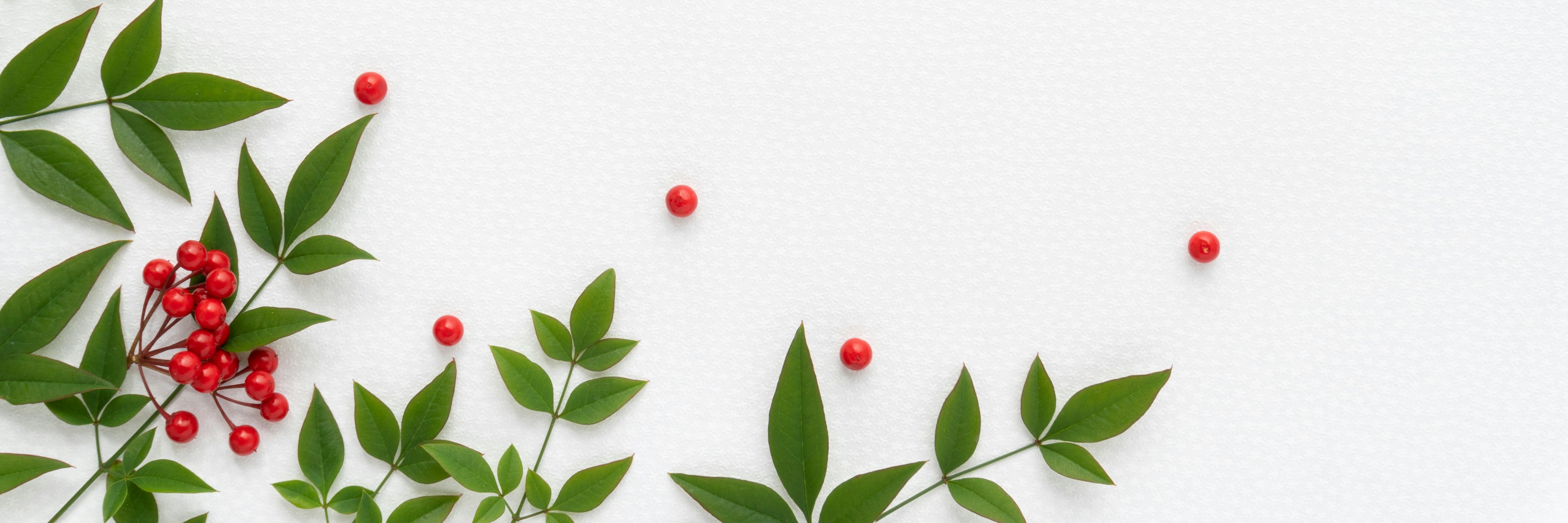 Green leaves and red berries arranged on a white background creating a natural design