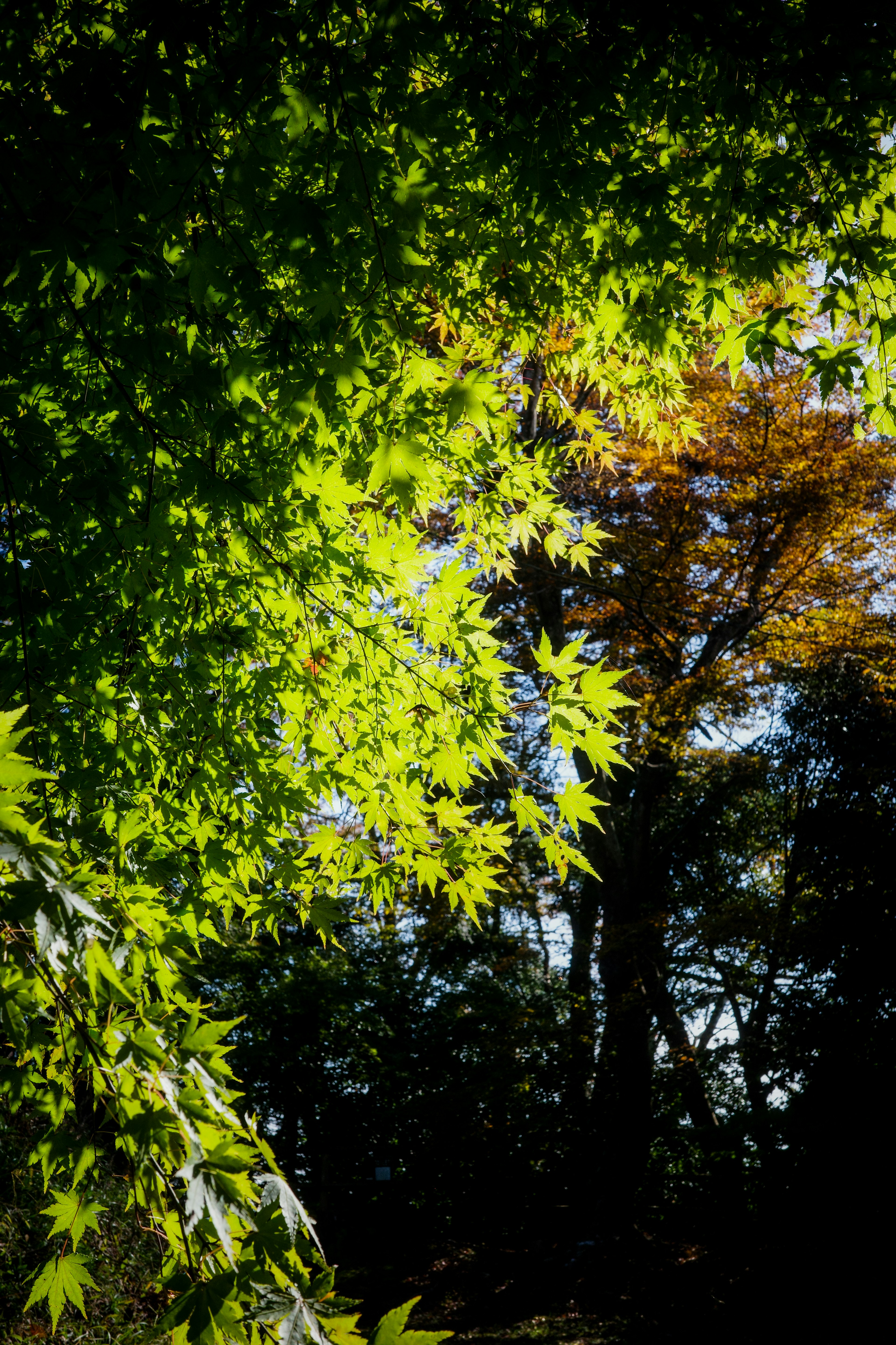 Paysage magnifique avec des feuilles vertes et des arbres d'automne