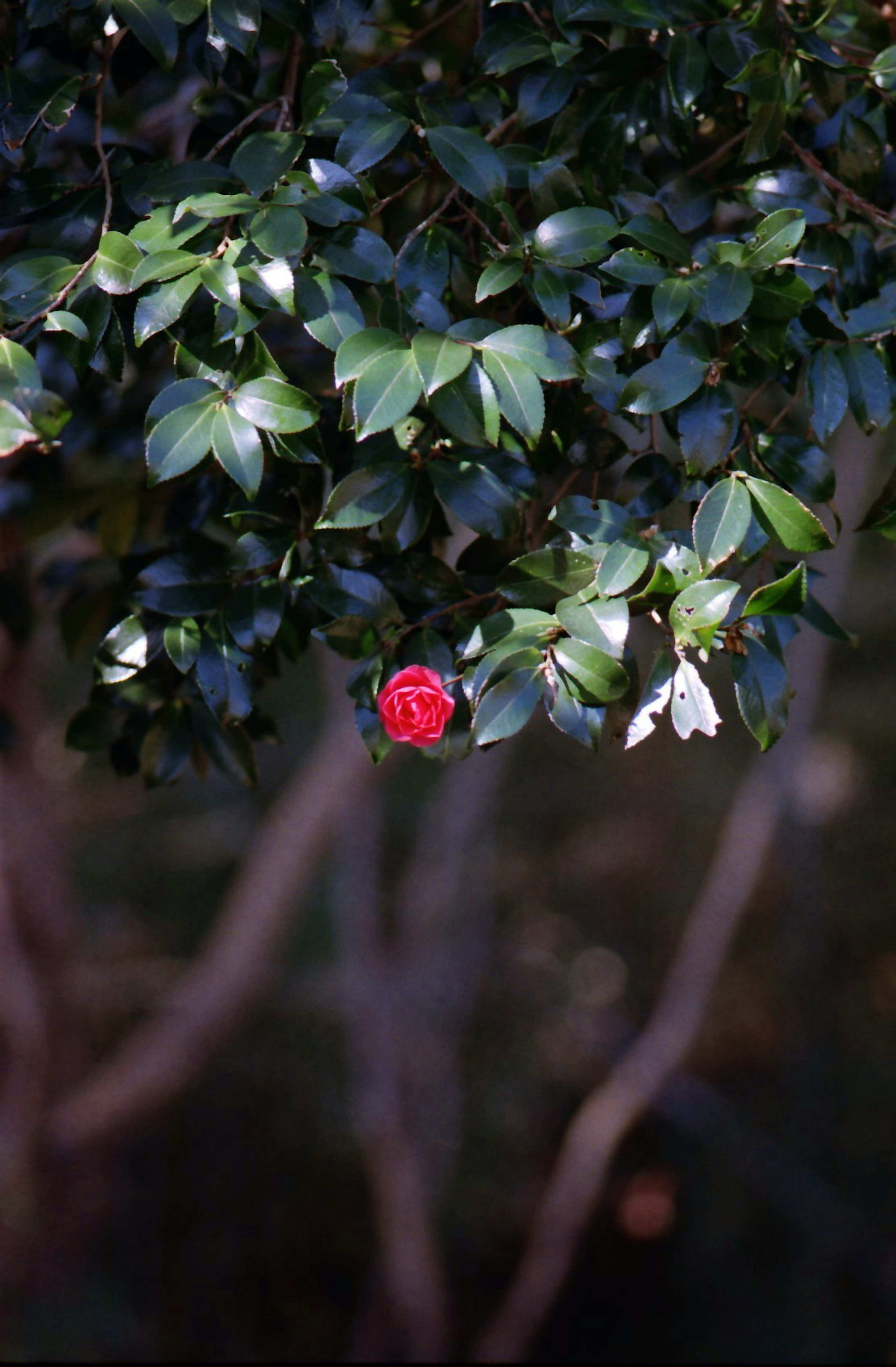 Rote und weiße Blumen blühen zwischen grünen Blättern