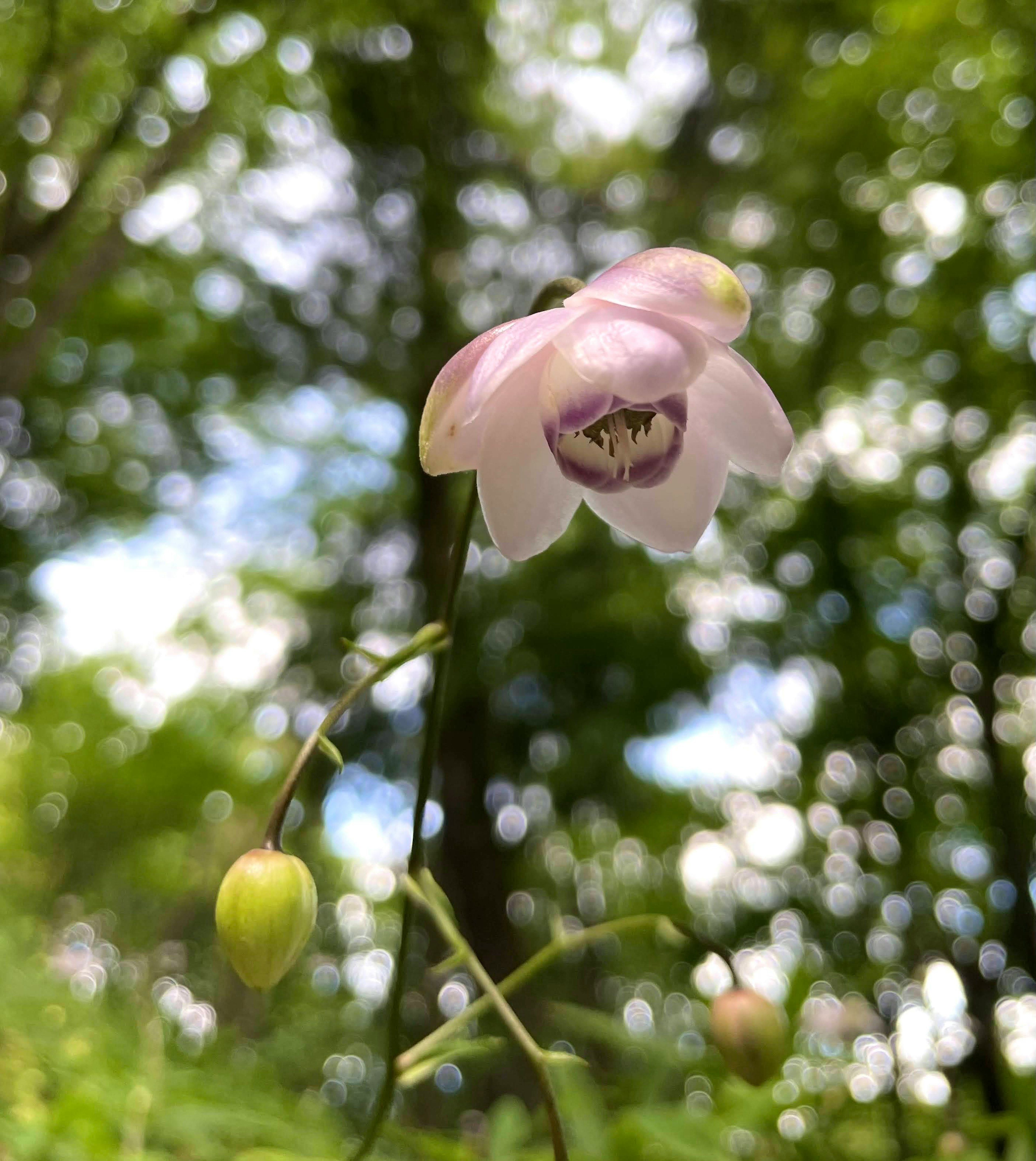 薄いピンク色の花が緑の背景に浮かんでいる