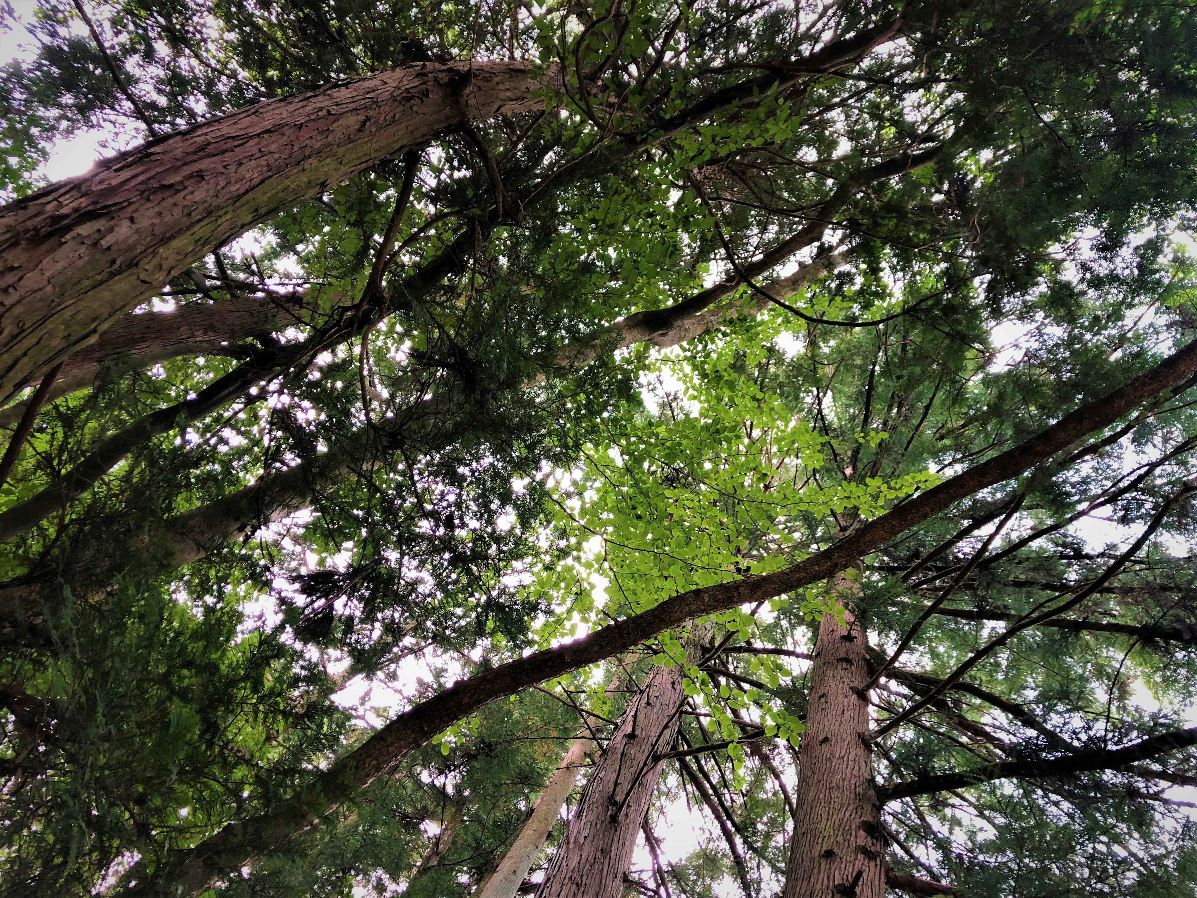 Vue vers le haut à travers de grands arbres dans une forêt verdoyante