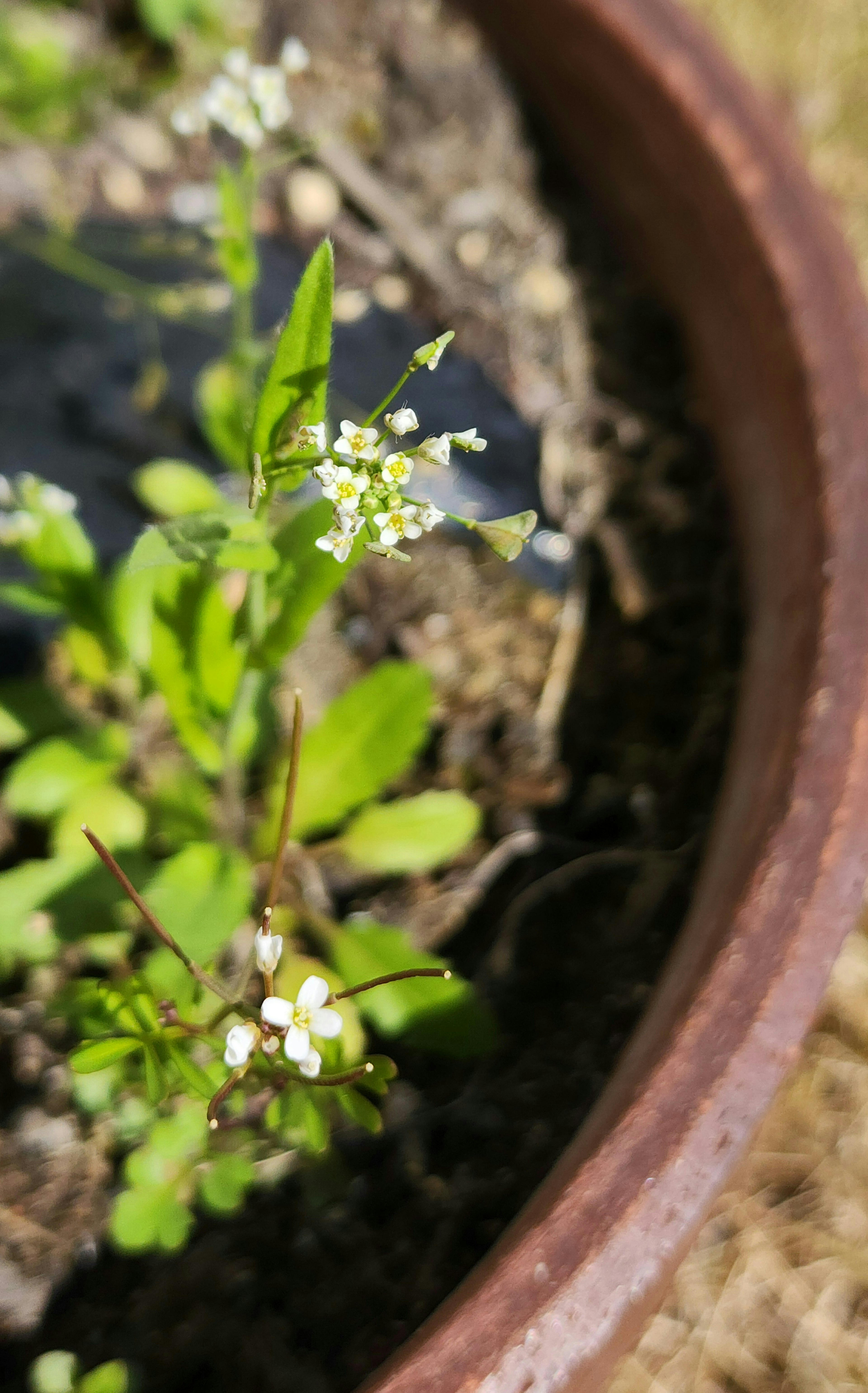 Pequeñas flores blancas y hojas verdes en una maceta