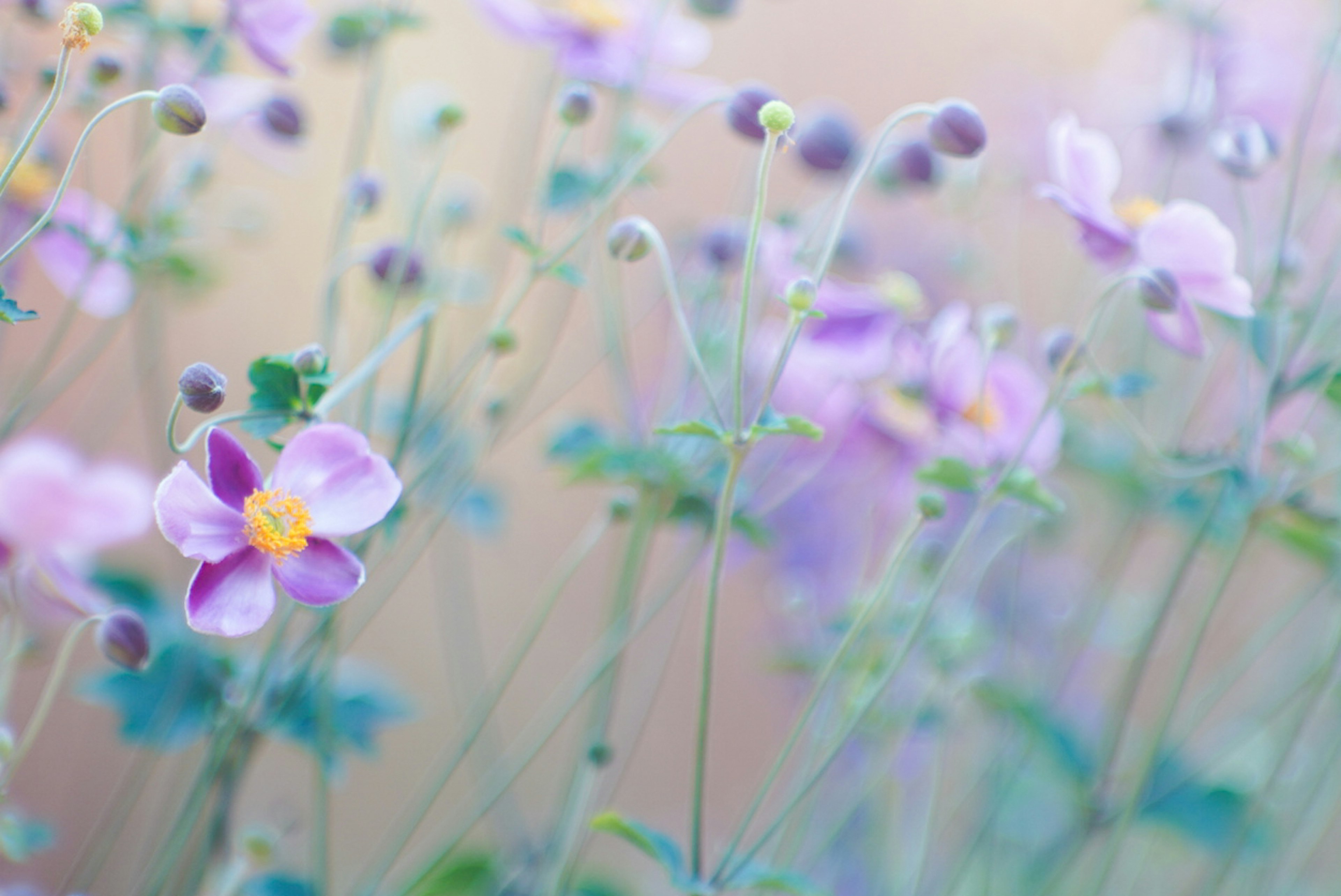 Un flou doux de délicates fleurs violettes s'épanouissant dans un cadre naturel