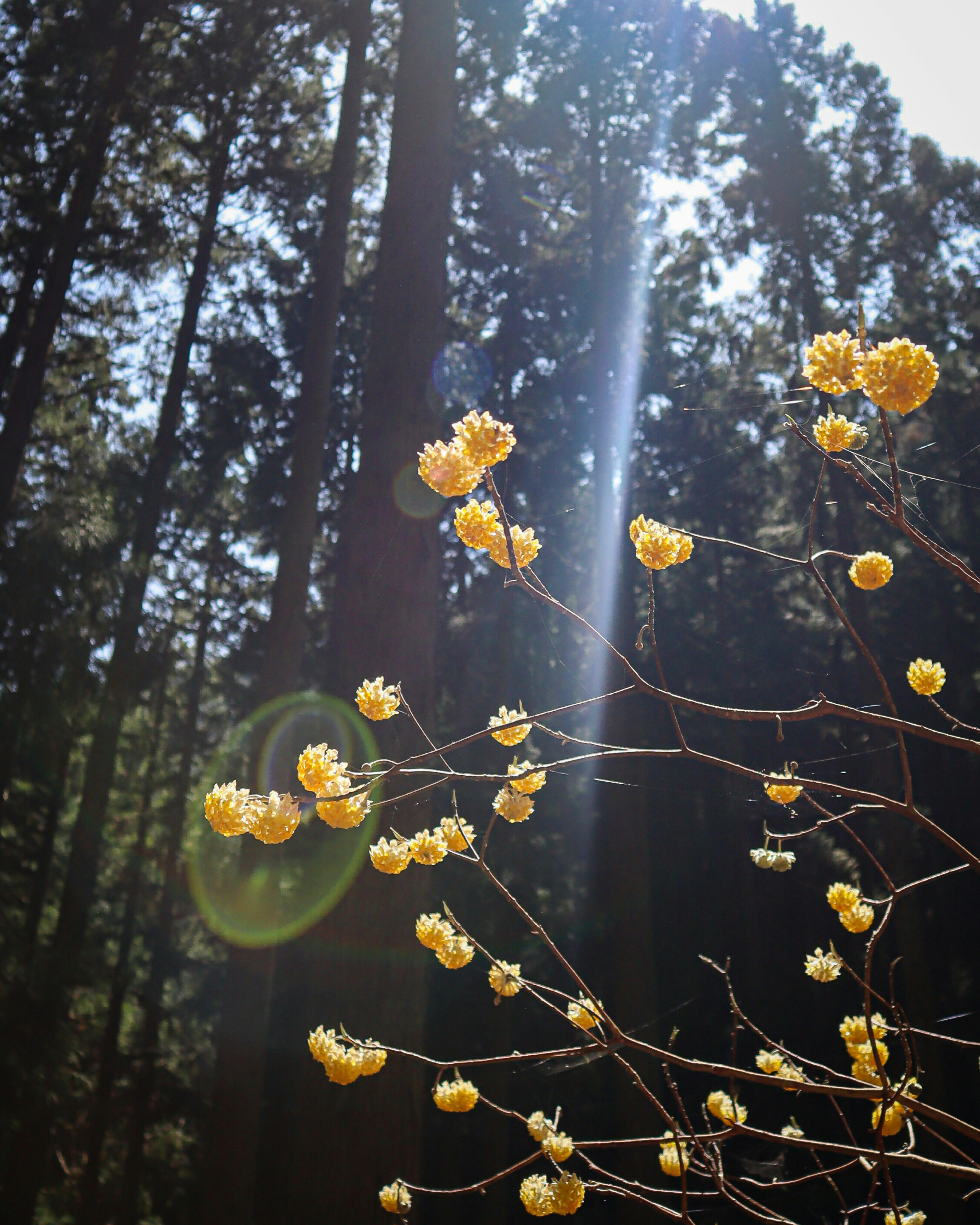 Gambar yang menangkap bunga kuning mekar di hutan