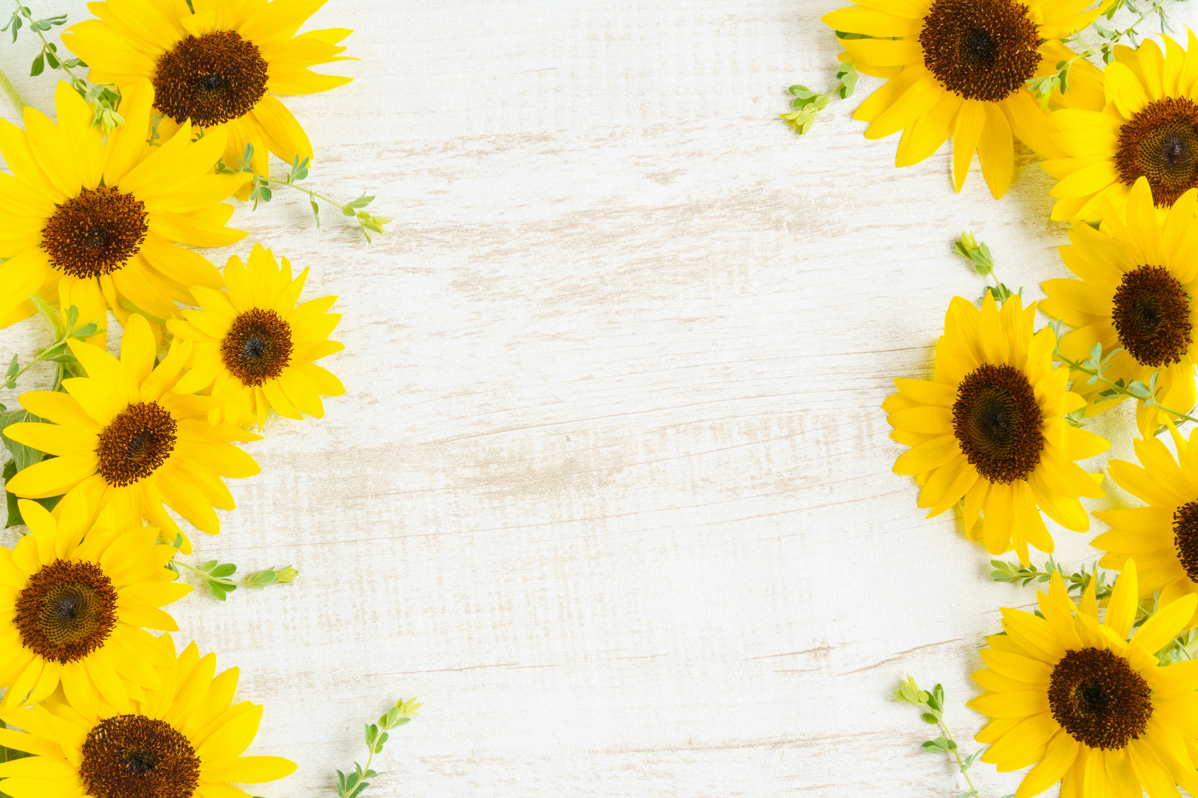 Des tournesols lumineux disposés autour d'un fond en bois blanc