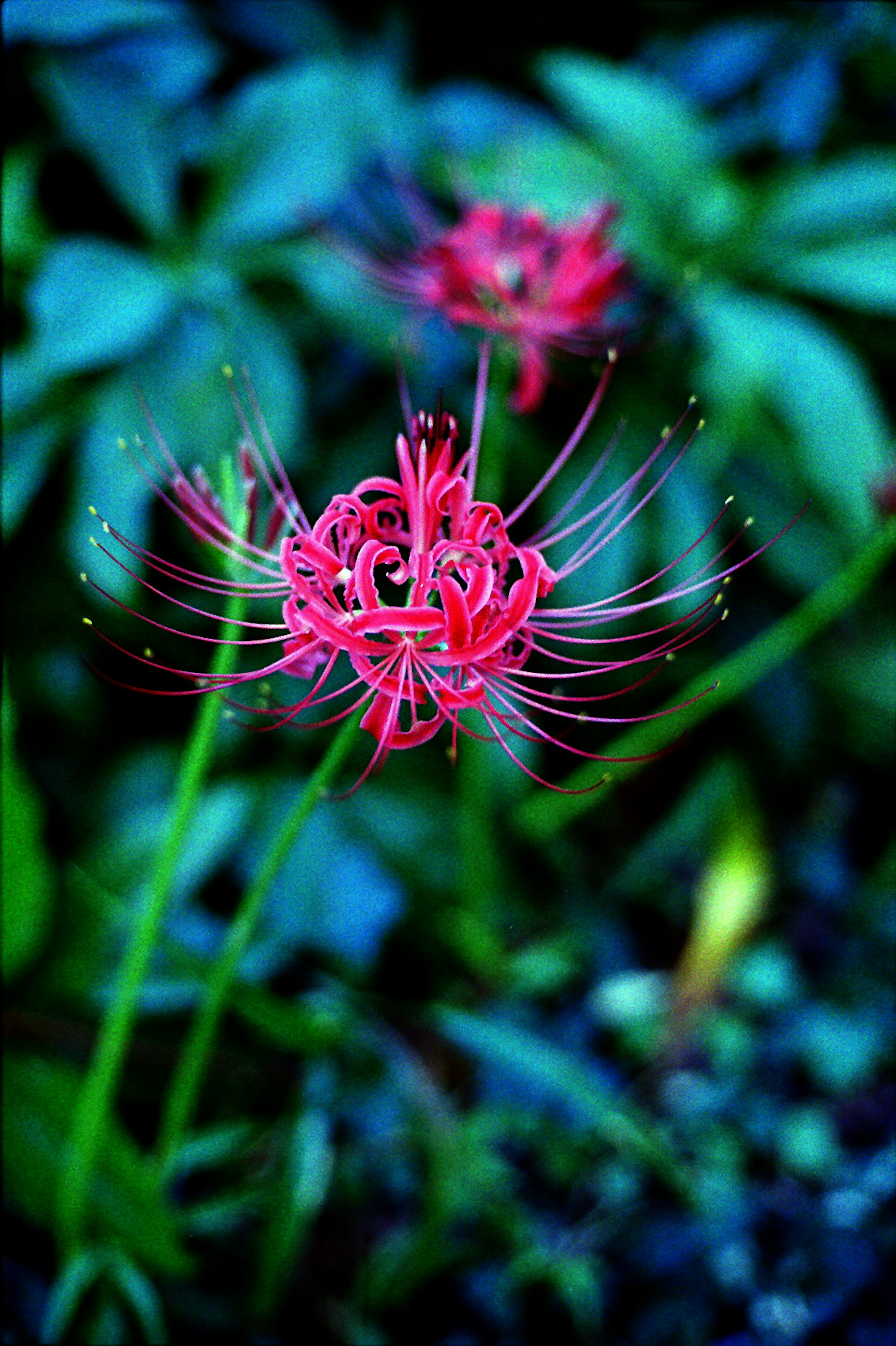 Vibrant red flower with long slender petals against a green background