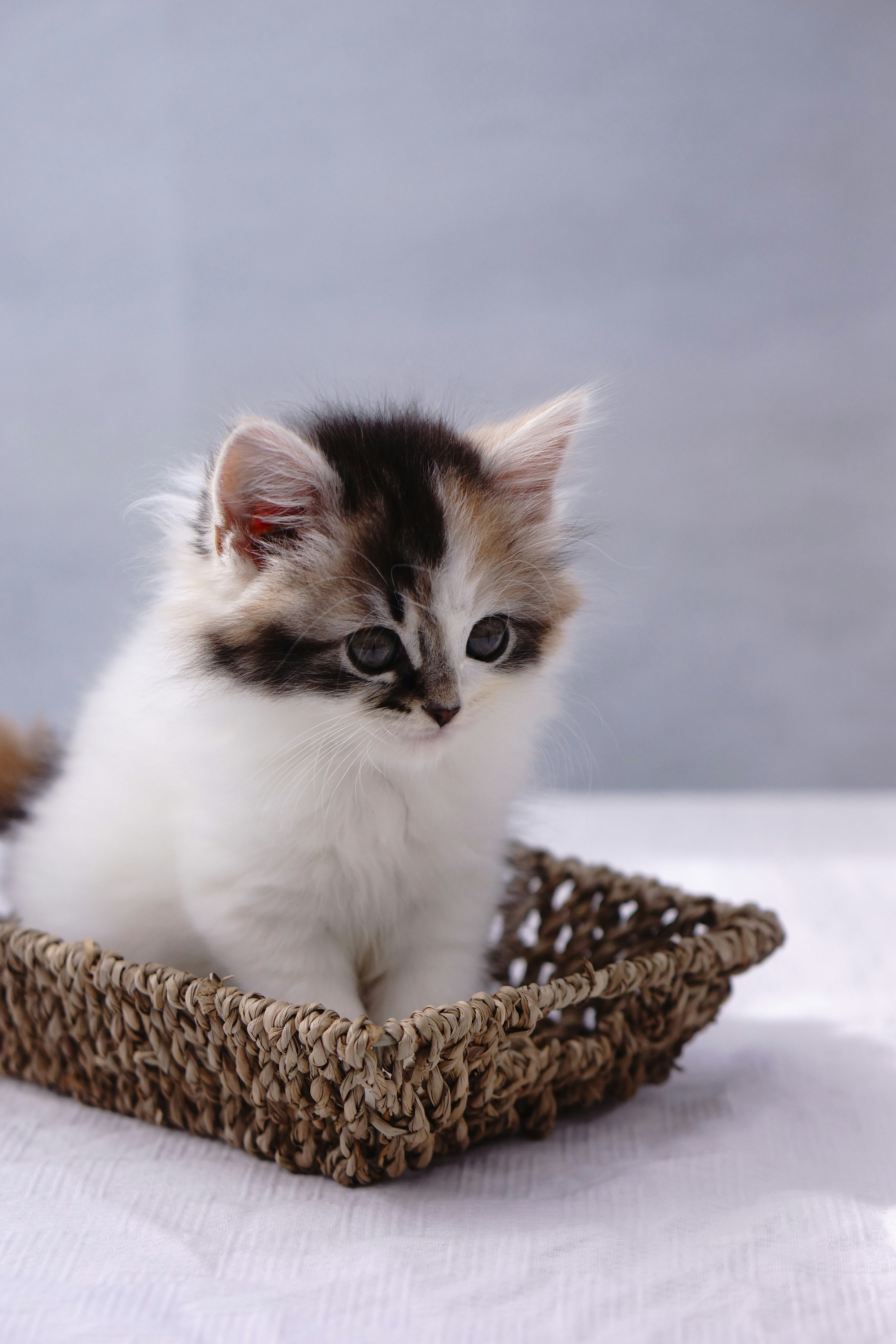 A small kitten sitting in a woven basket