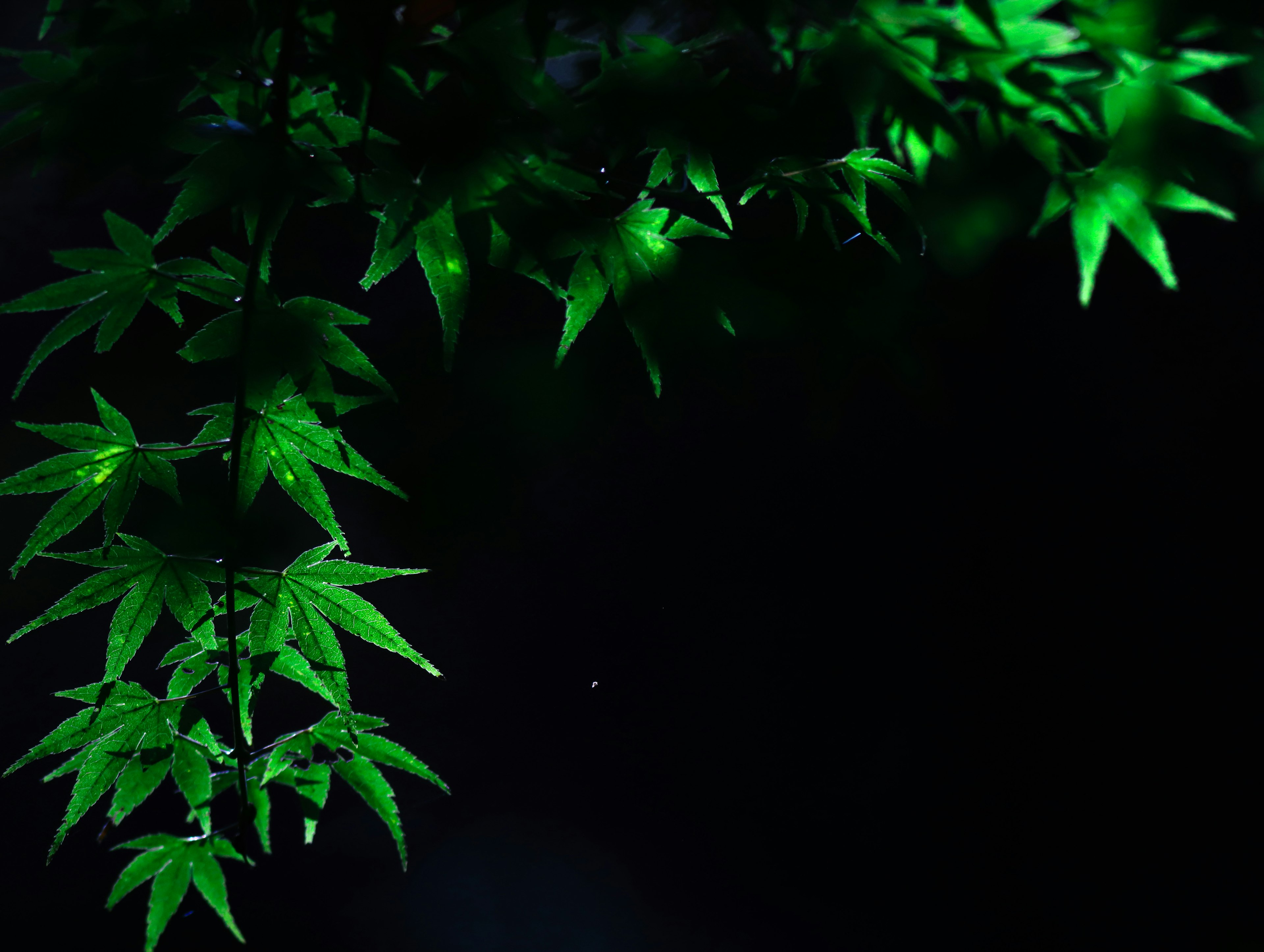 Beautiful maple branch with green leaves against a black background