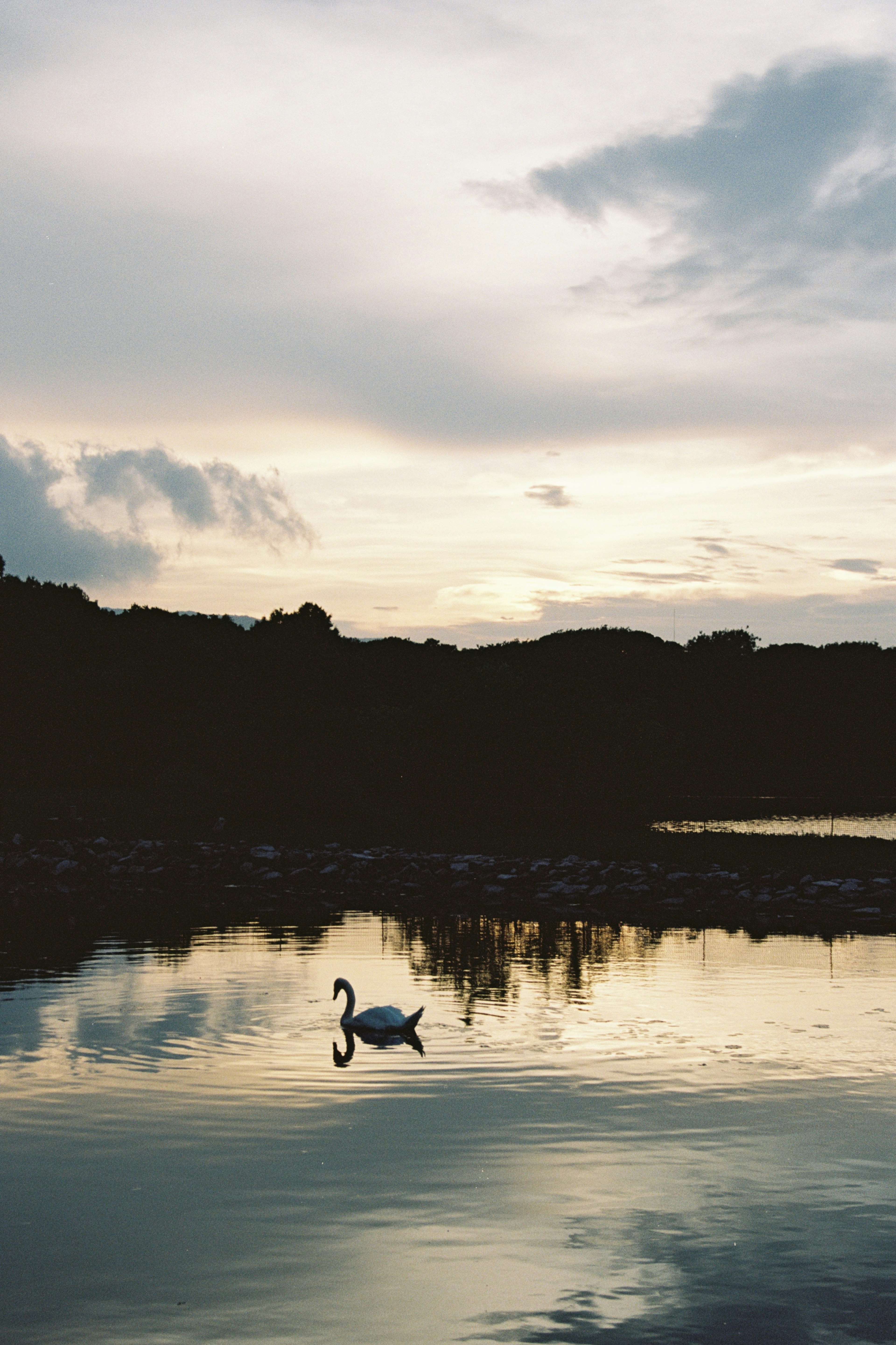 A swan swimming on a calm water surface with a serene evening sky