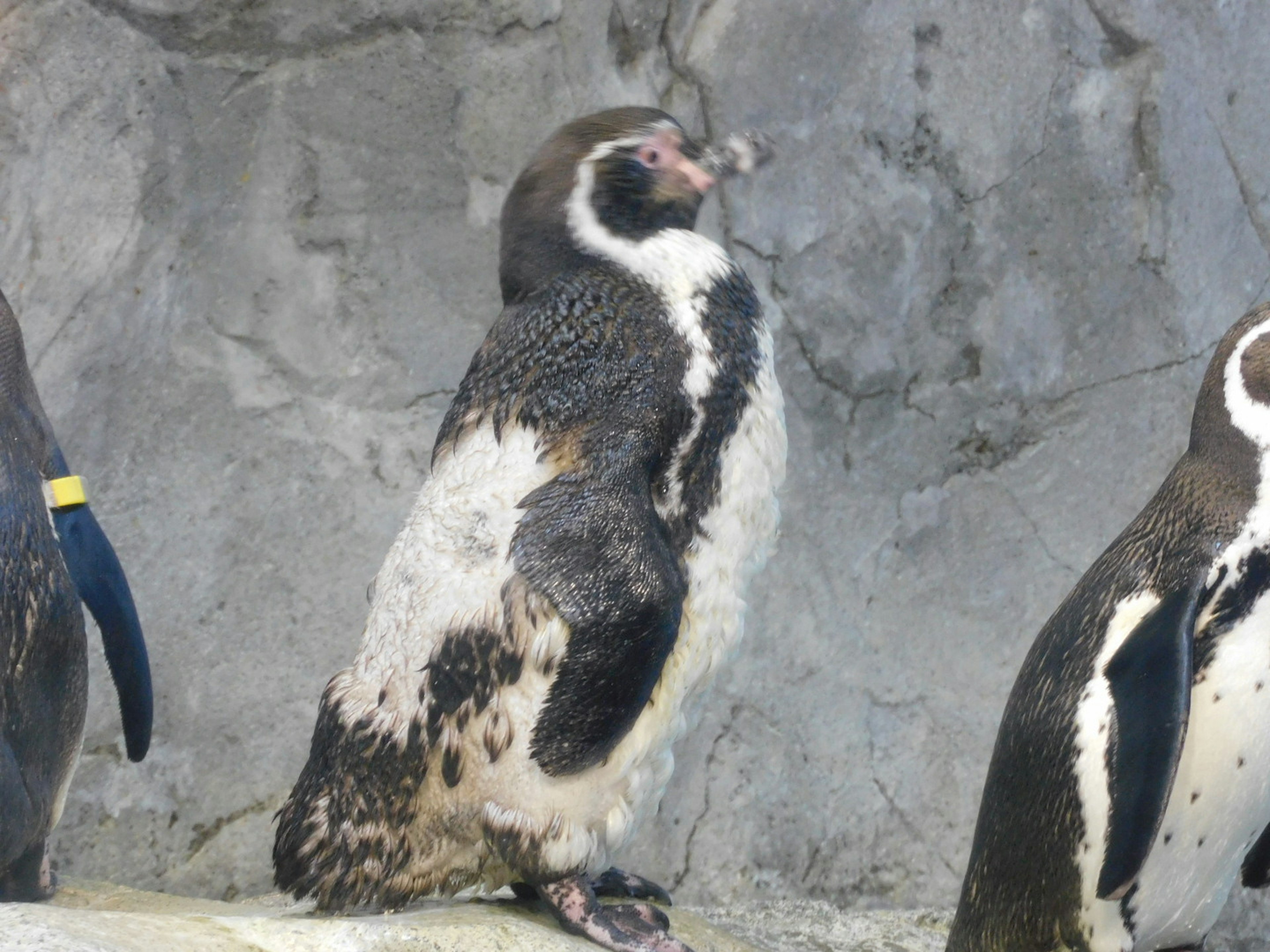 A standing penguin with a rocky background