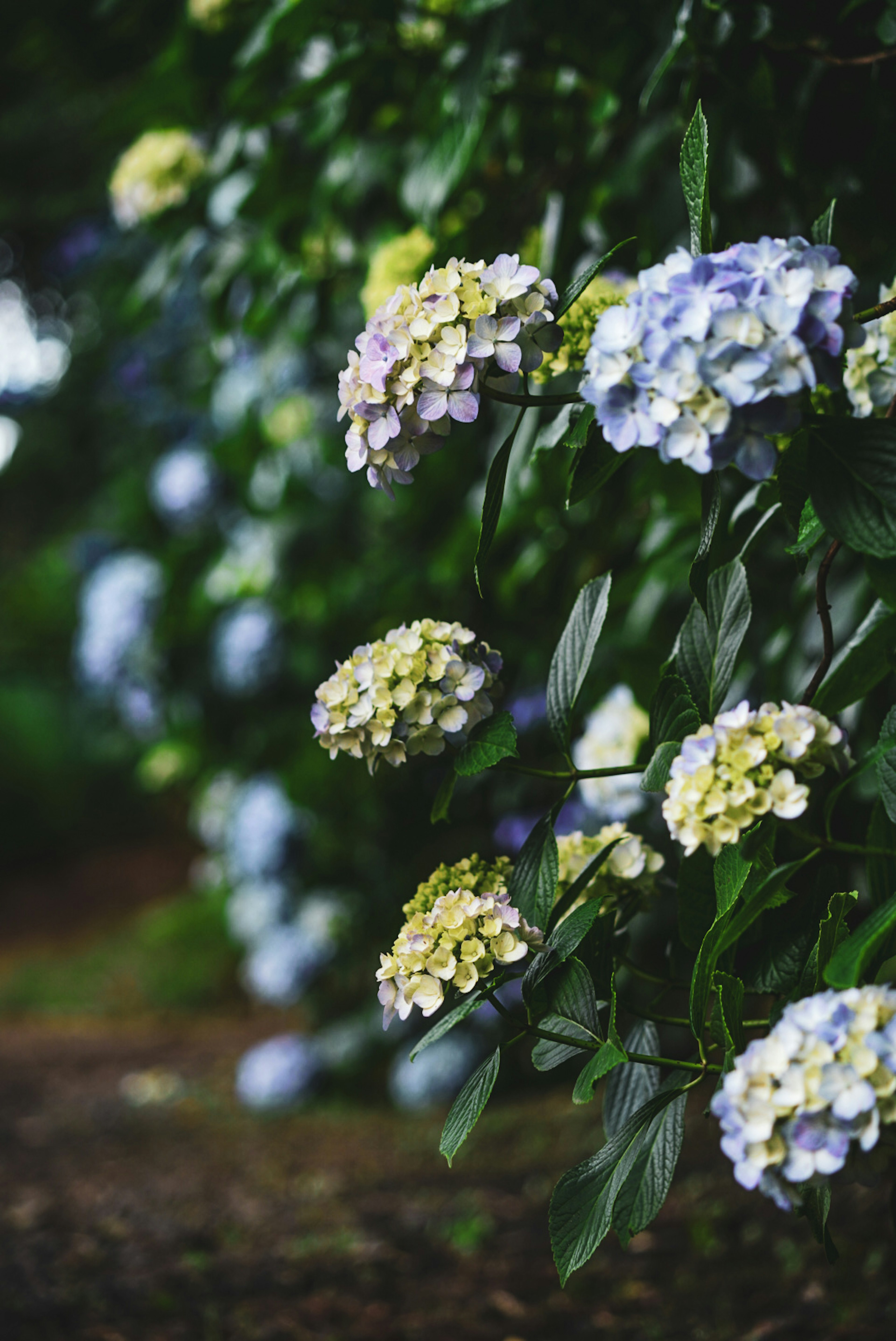 青色と黄色の紫陽花の花が咲いている風景