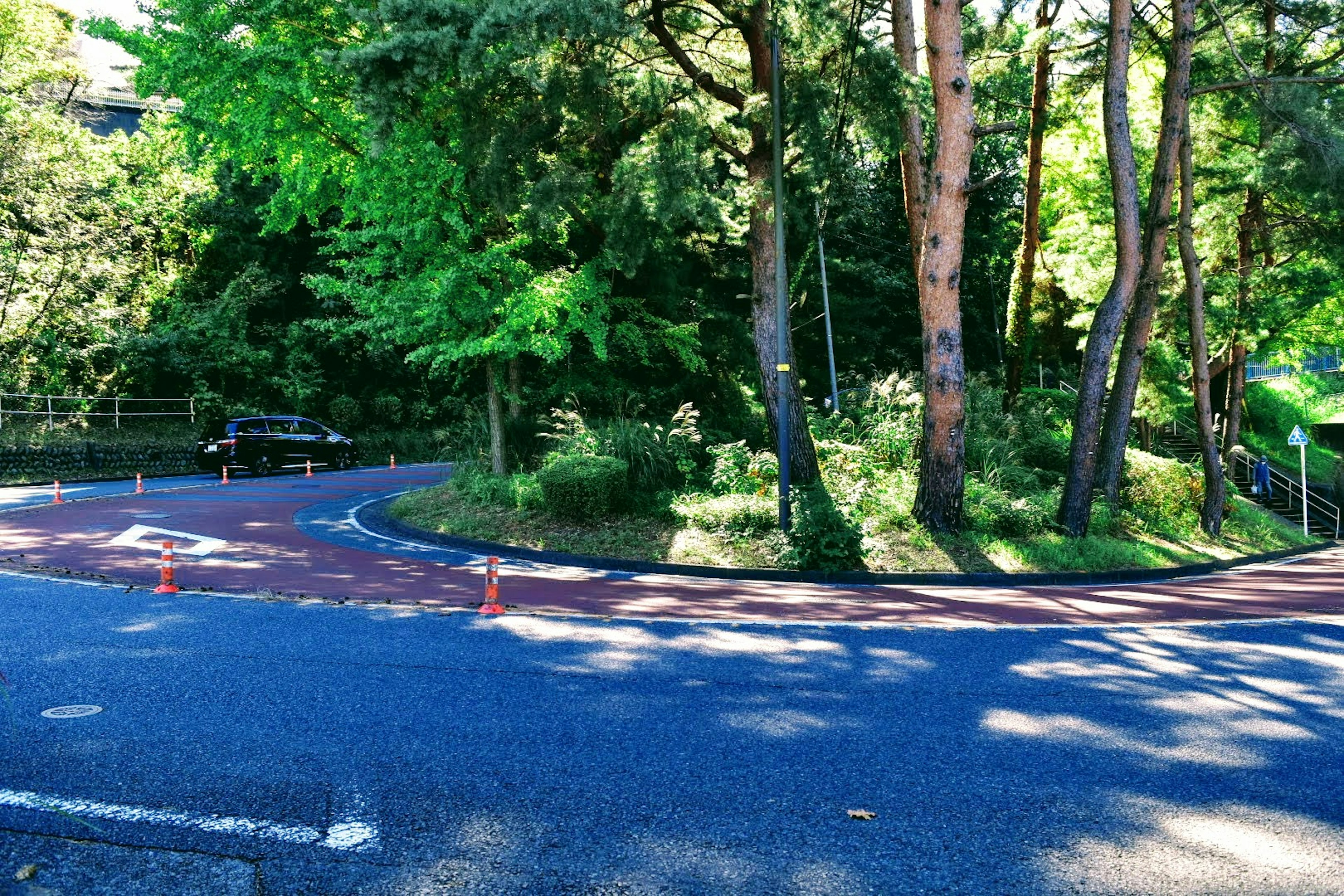 Curved road surrounded by lush green trees