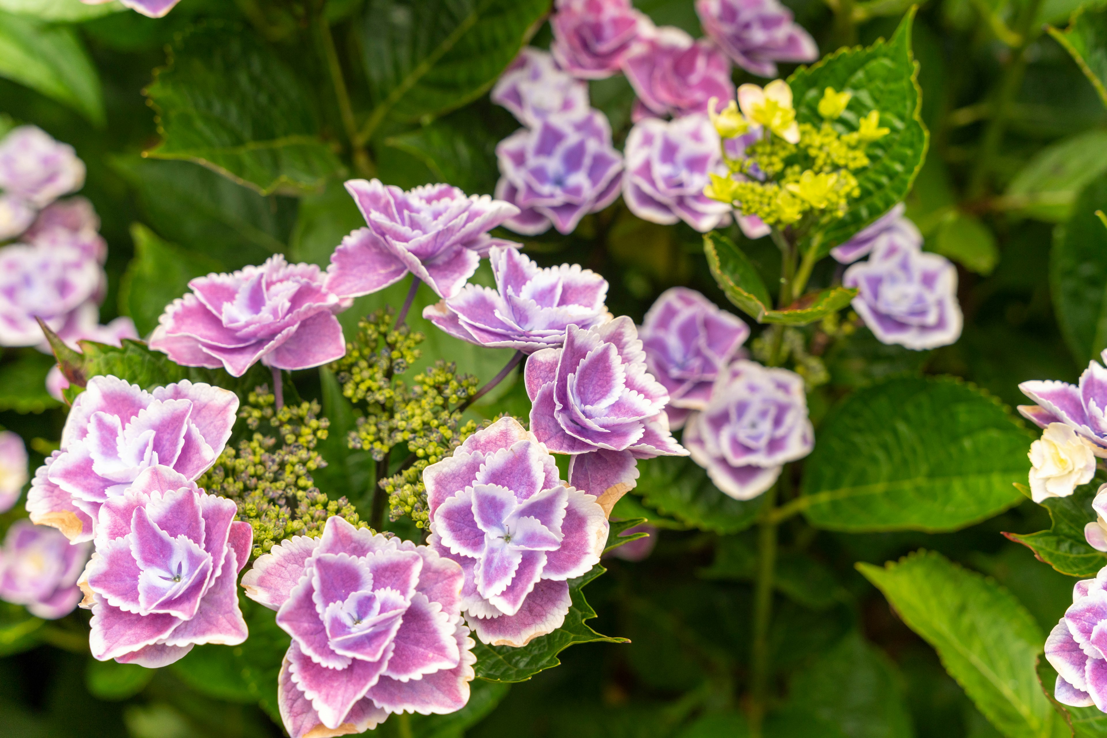 Close-up of hydrangea flowers with purple petals surrounded by green leaves