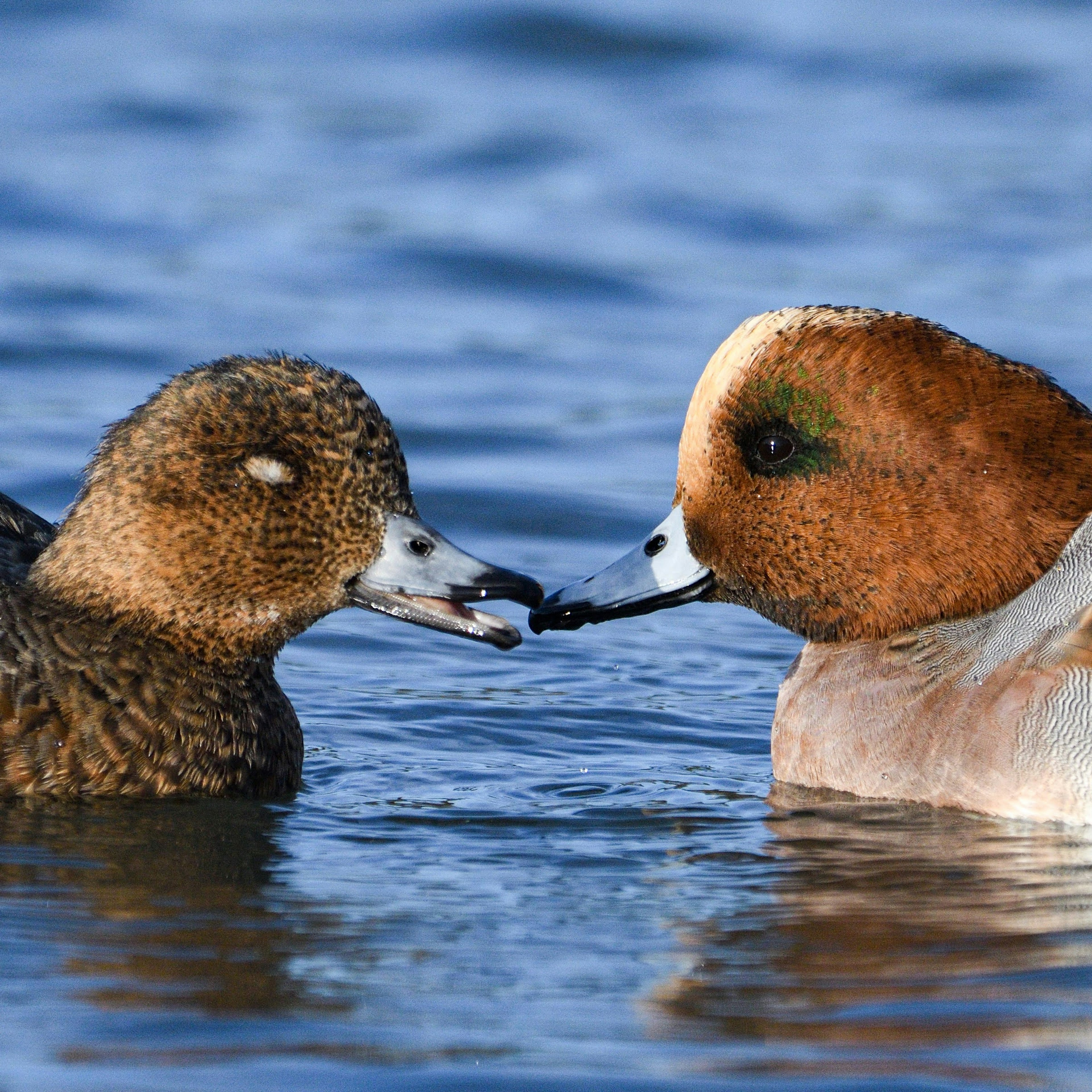 Paar Enten, die im Wasser interagieren