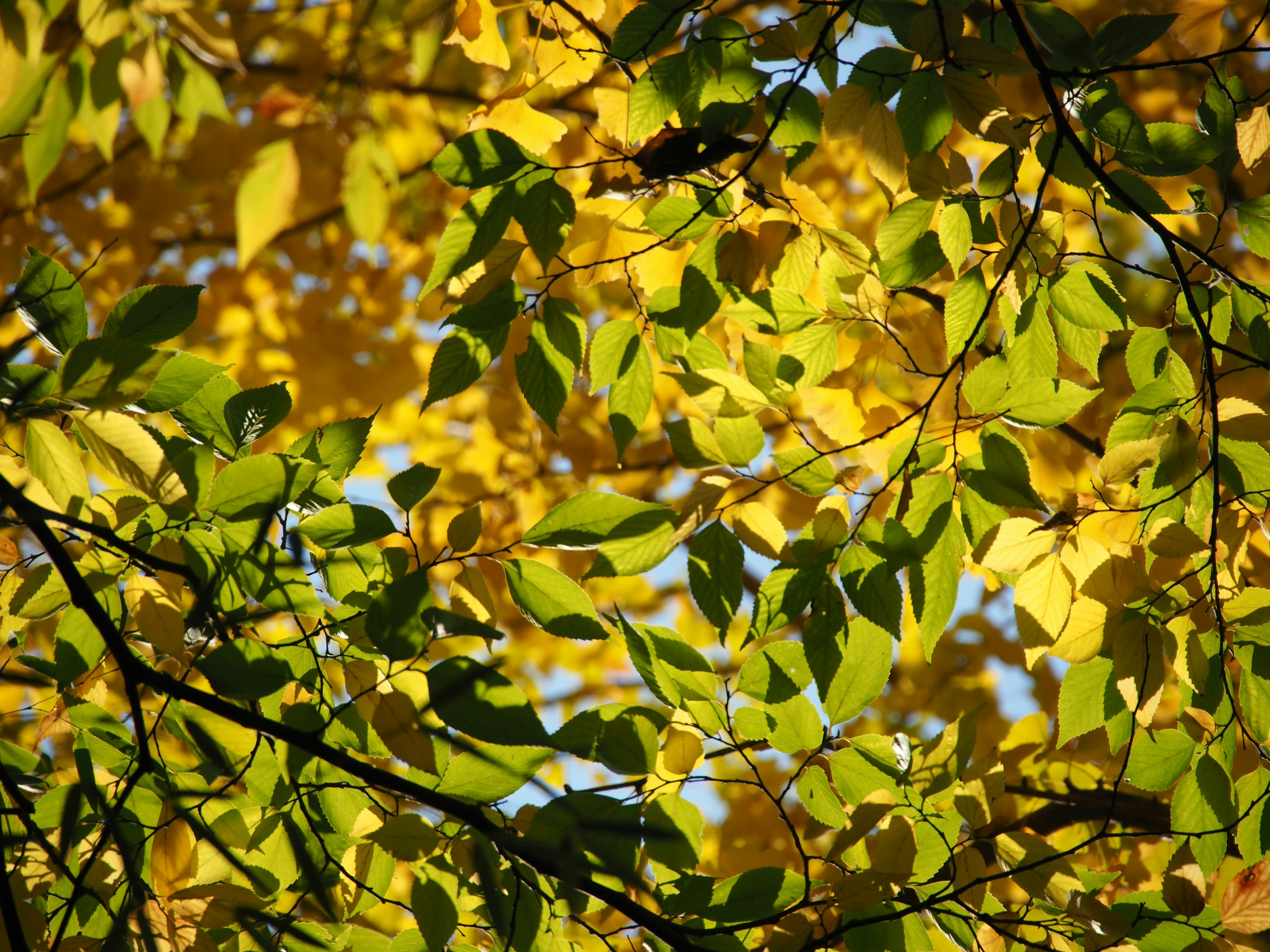 Nahaufnahme von Herbstblättern in Gelb und Grün an Baumzweigen