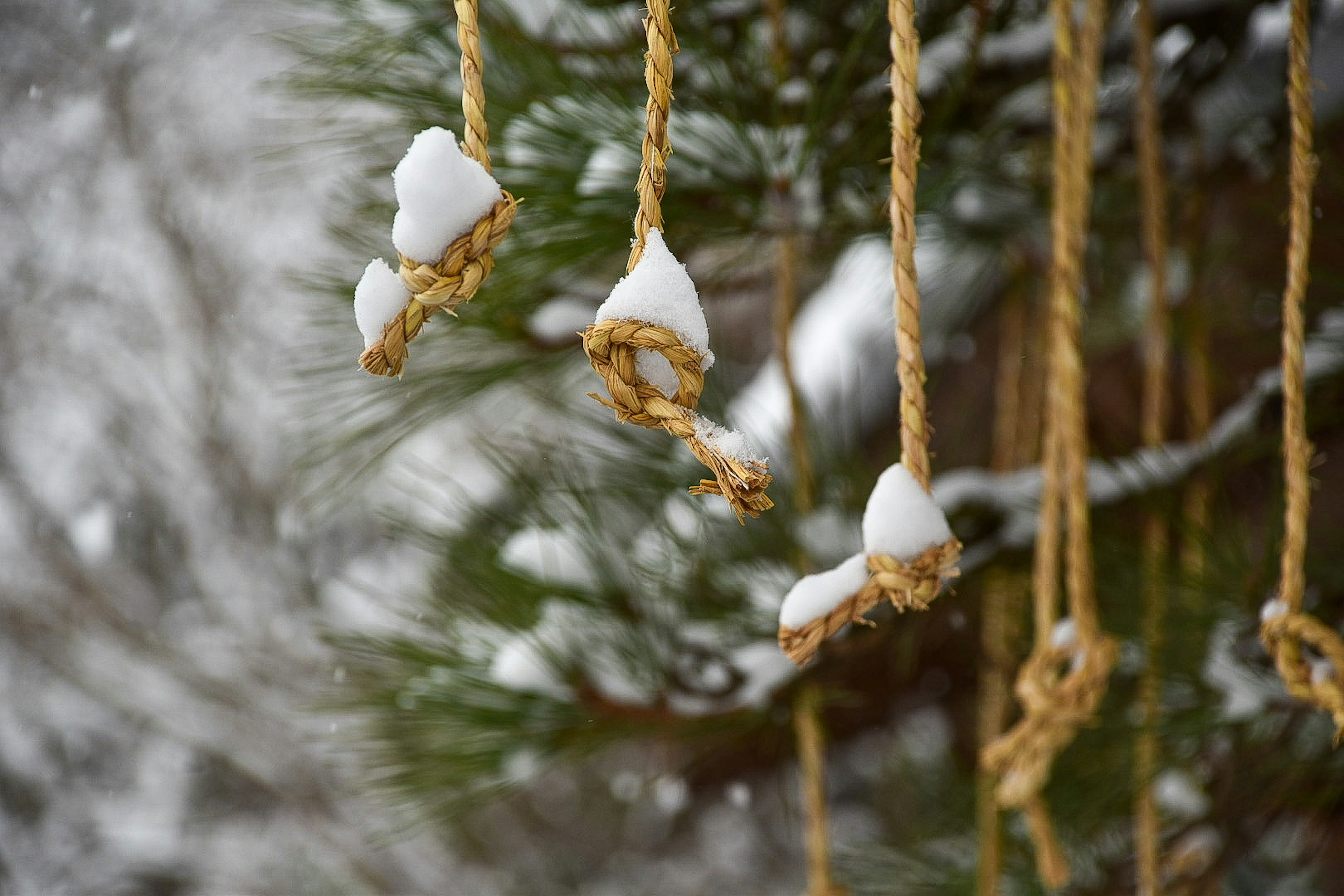 雪が積もった木に吊るされたロープと雪の塊