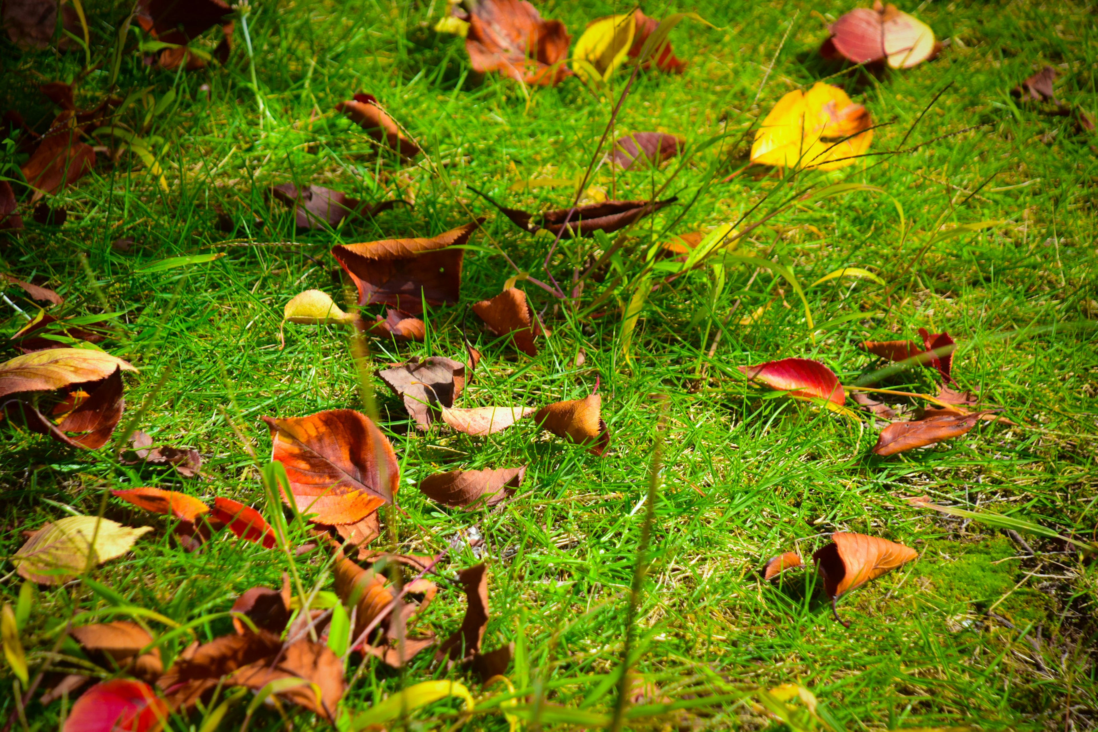 Primer plano de hojas de otoño esparcidas sobre hierba verde