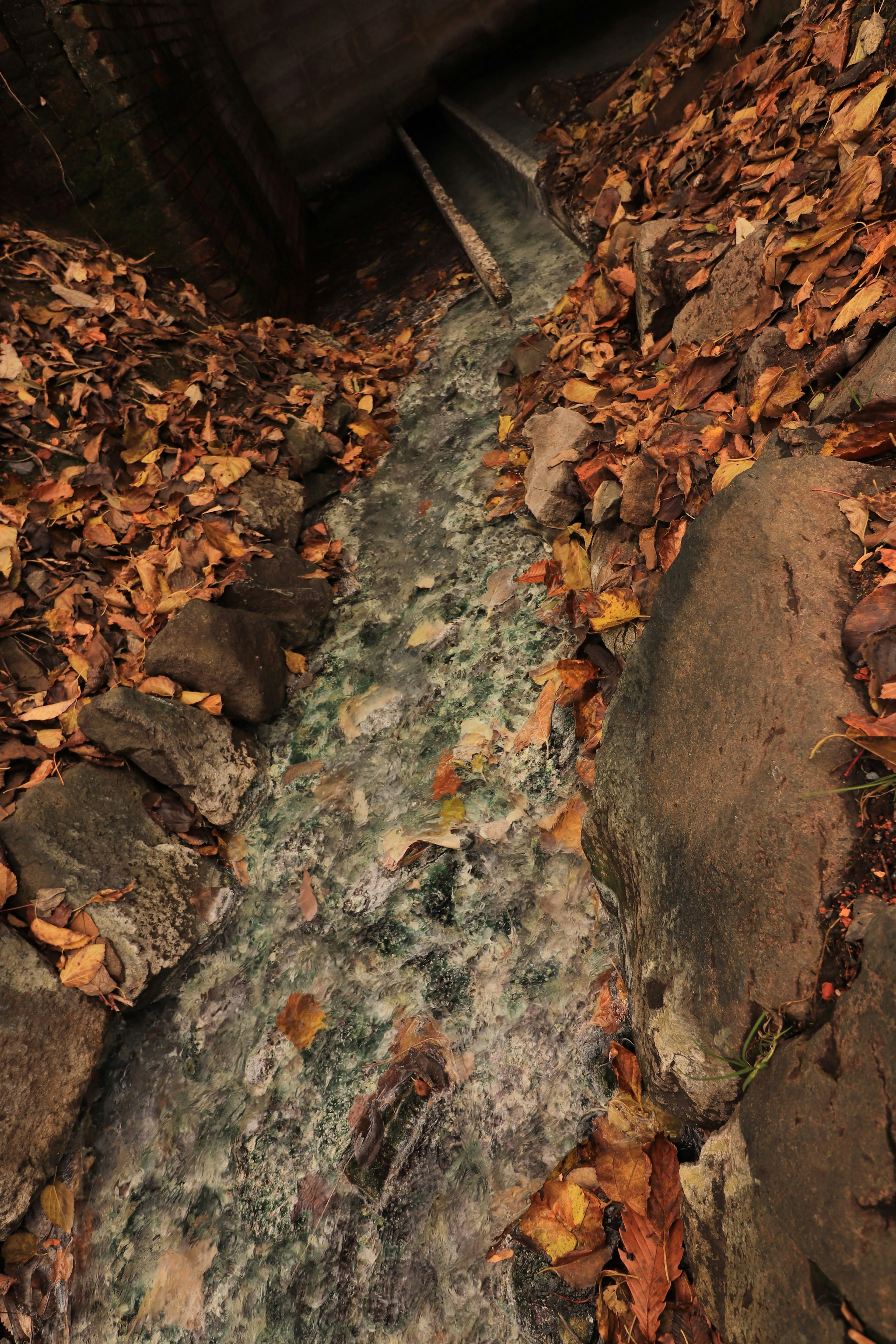 Un arroyo fluyendo entre hojas caídas y rocas