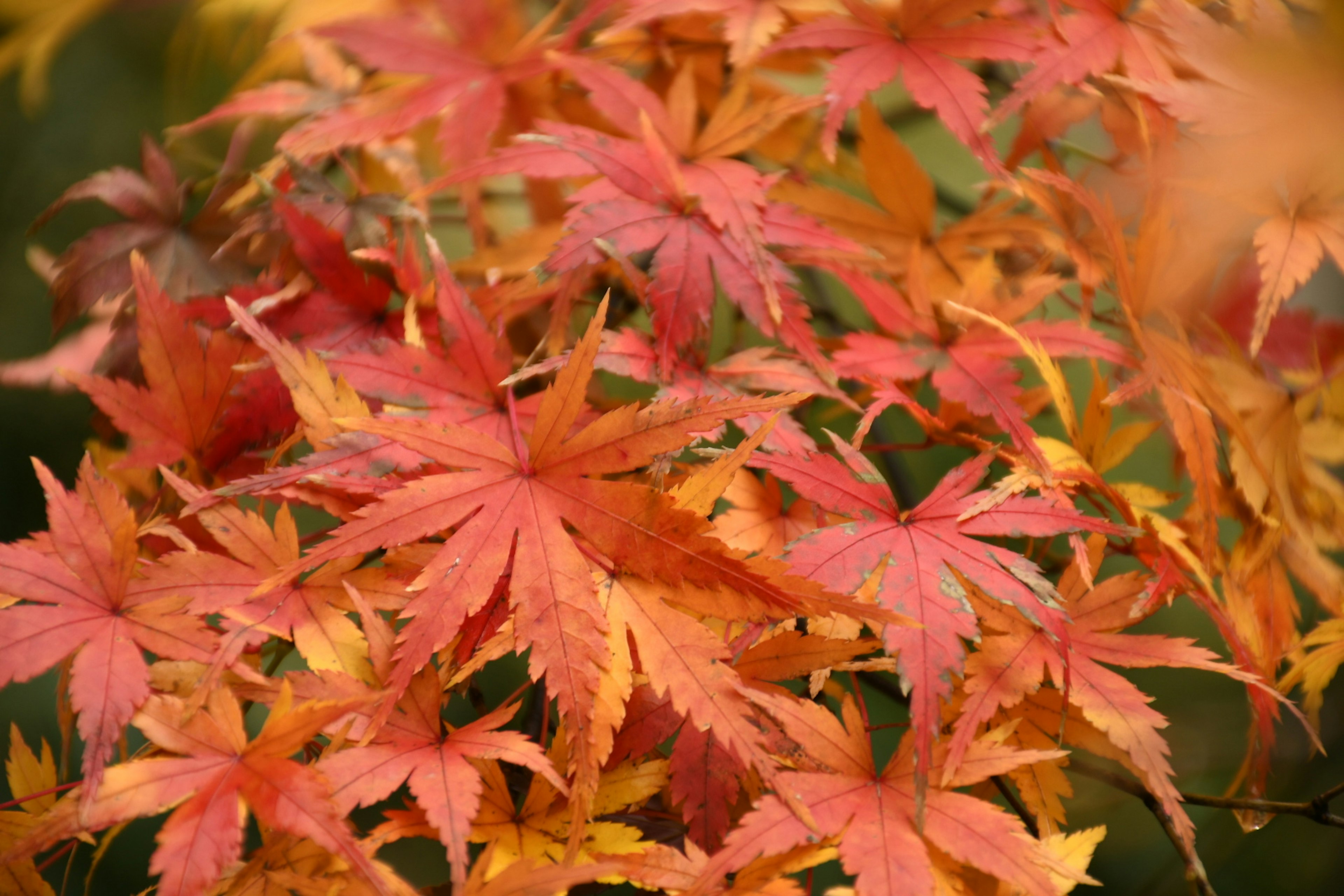 色とりどりの紅葉したモミジの葉のクローズアップ