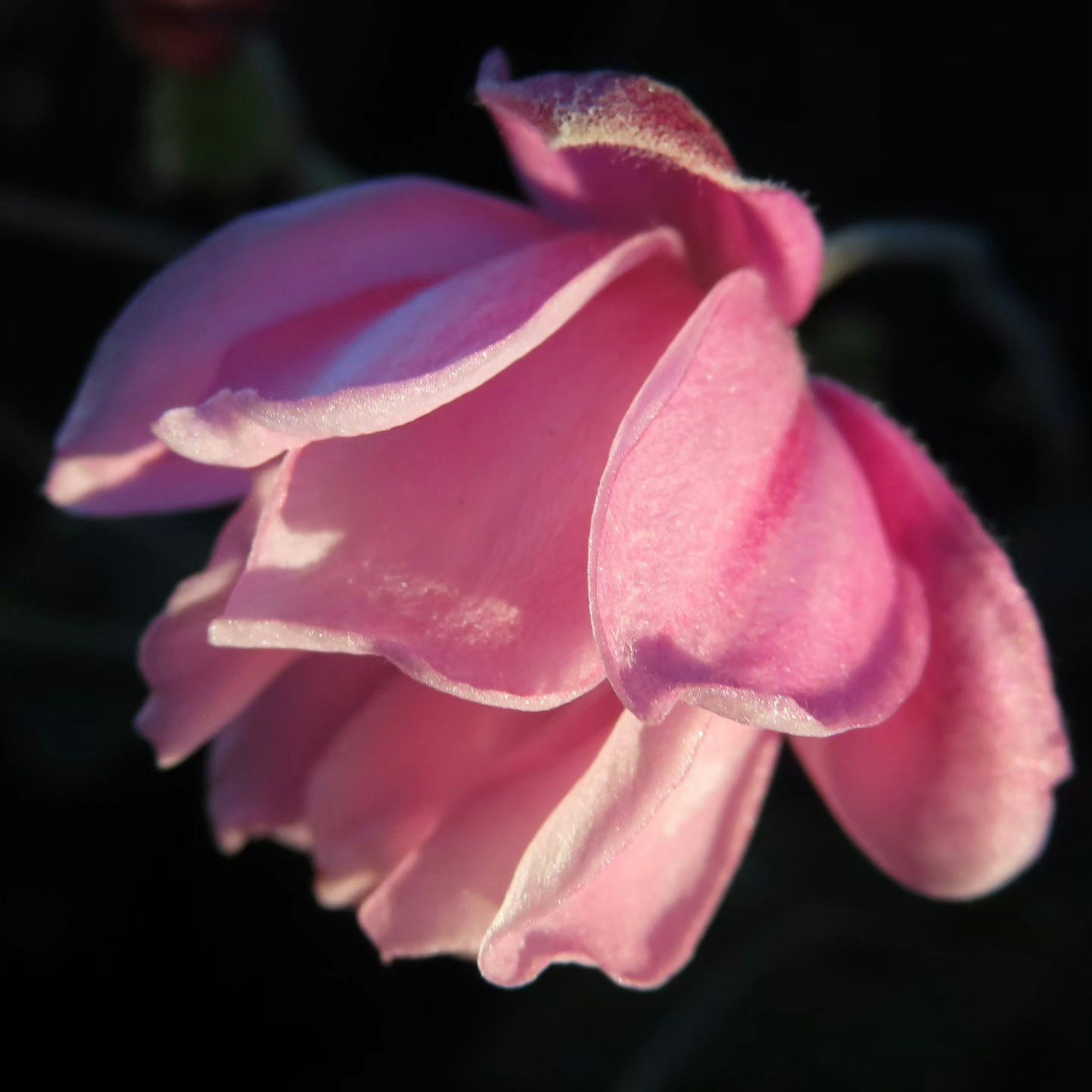 Nahaufnahme einer schönen Blume mit sanften rosa Blütenblättern