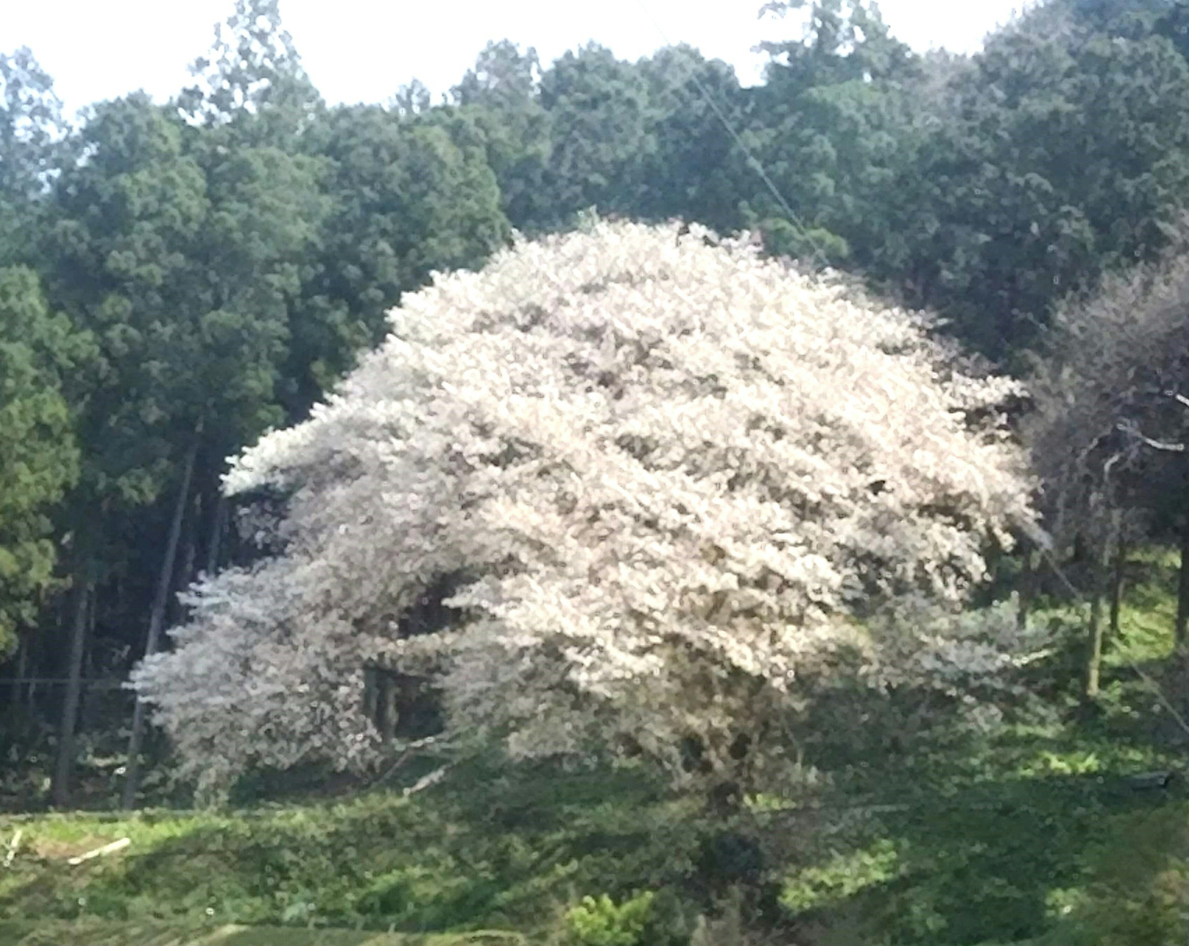 白い花が咲く大きな桜の木の周りに緑の森