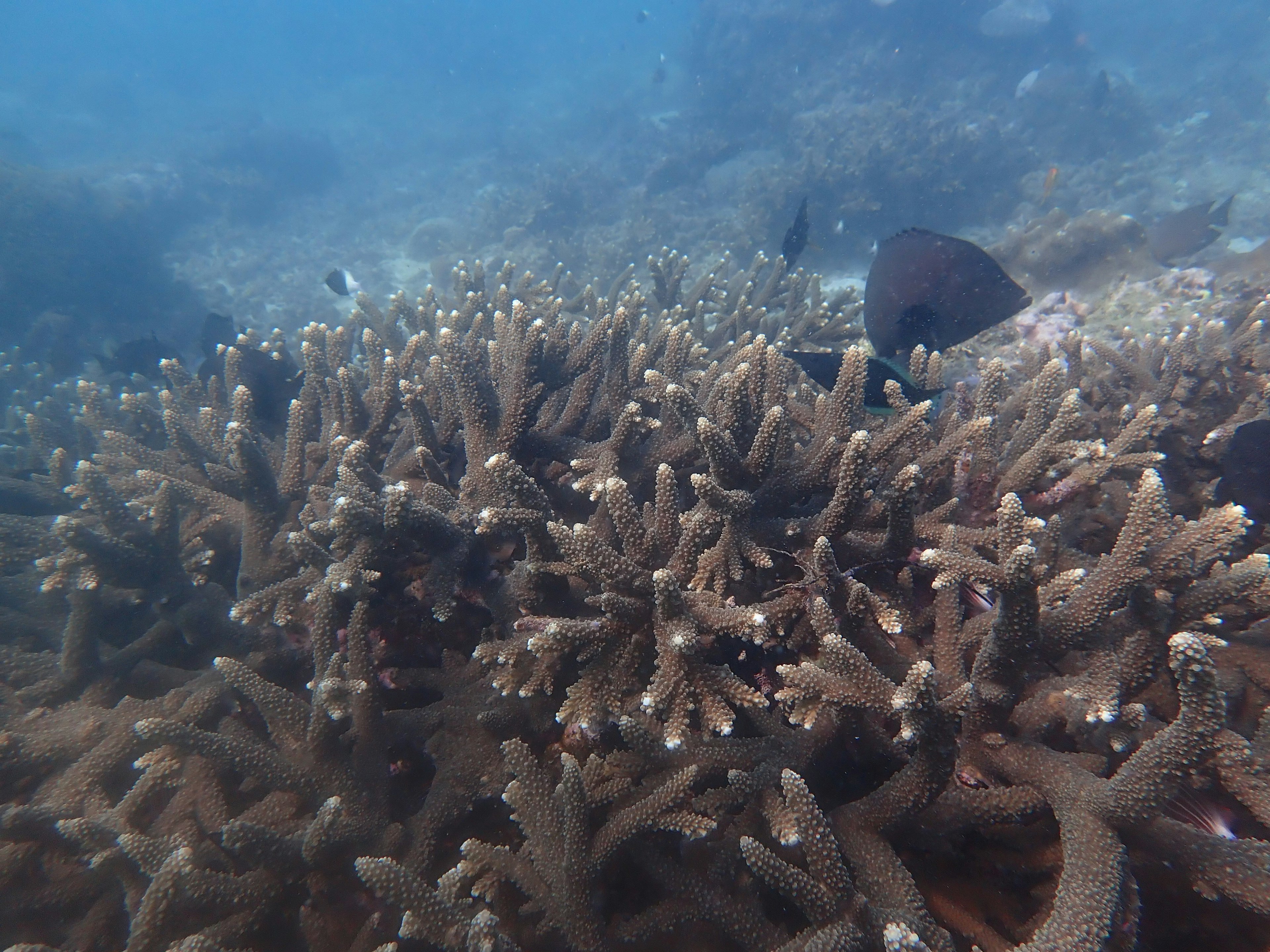 Arrecife de coral submarino que muestra un denso crecimiento de estructuras de coral