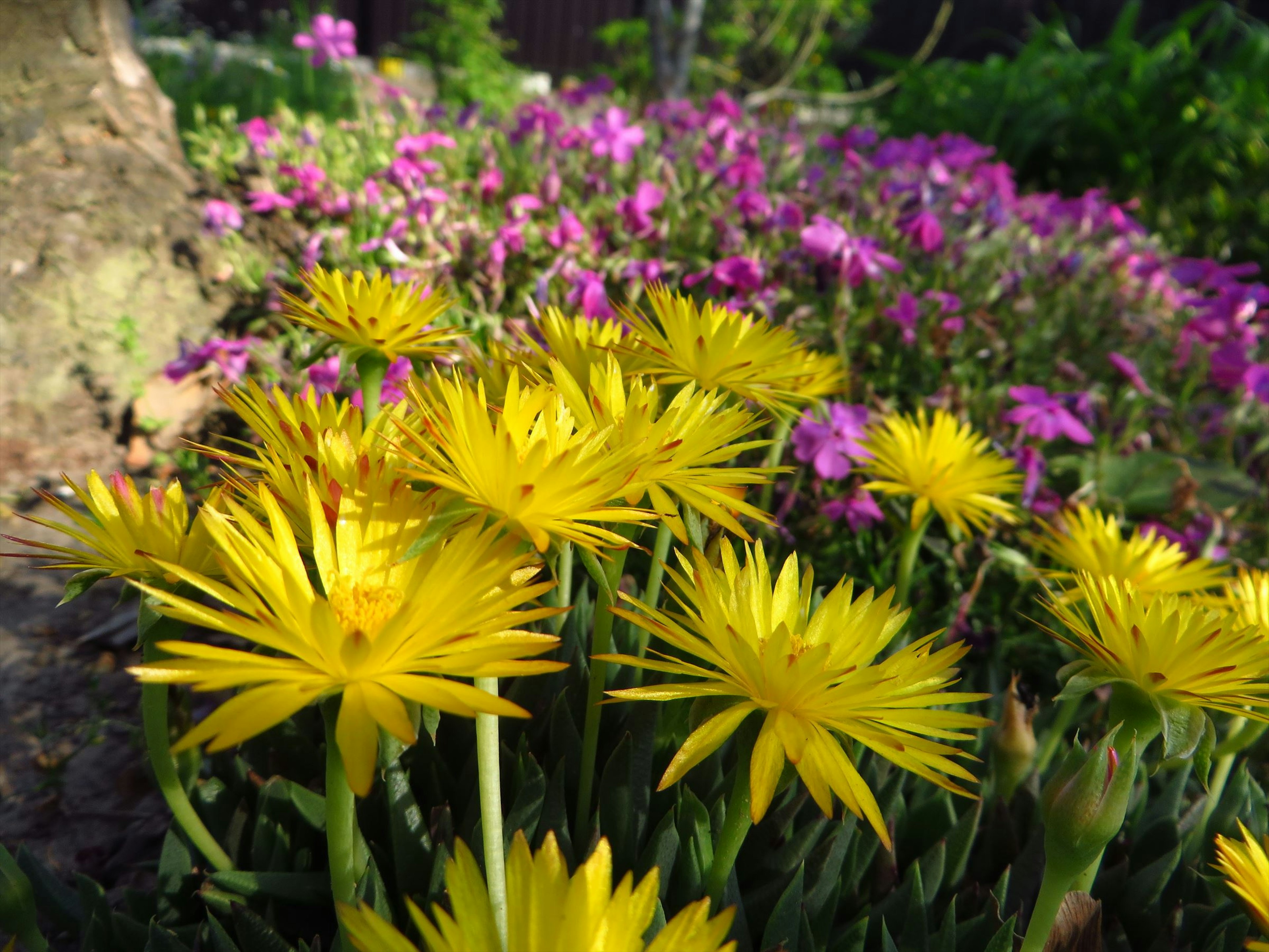 Una escena de jardín colorido con flores amarillas y moradas floreciendo